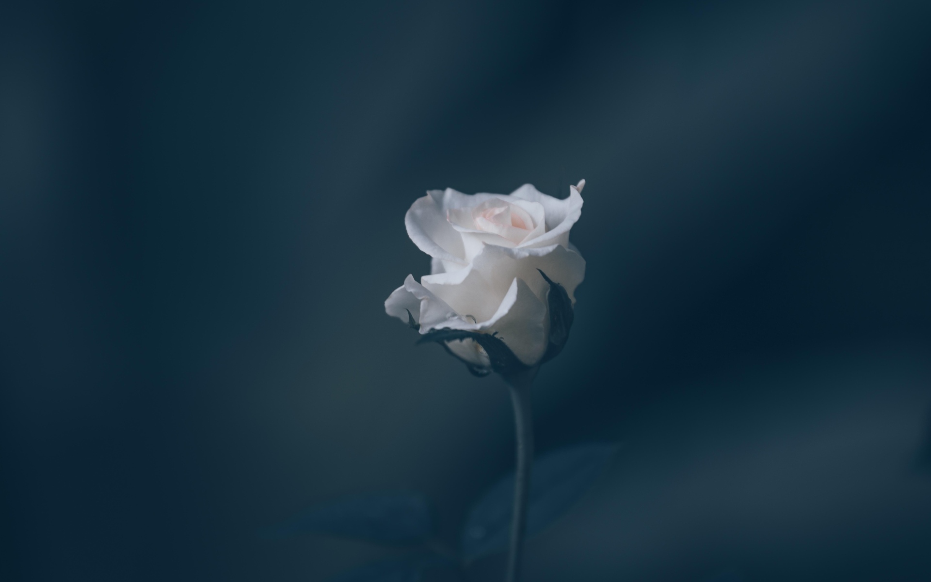 Розовая роза на сером фоне