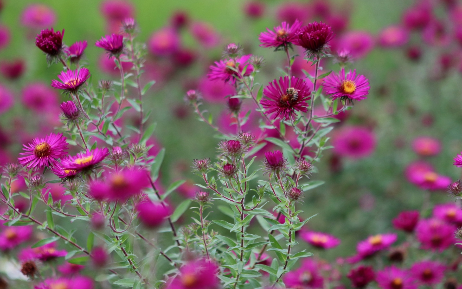 Розовые цветы сентябринка в саду