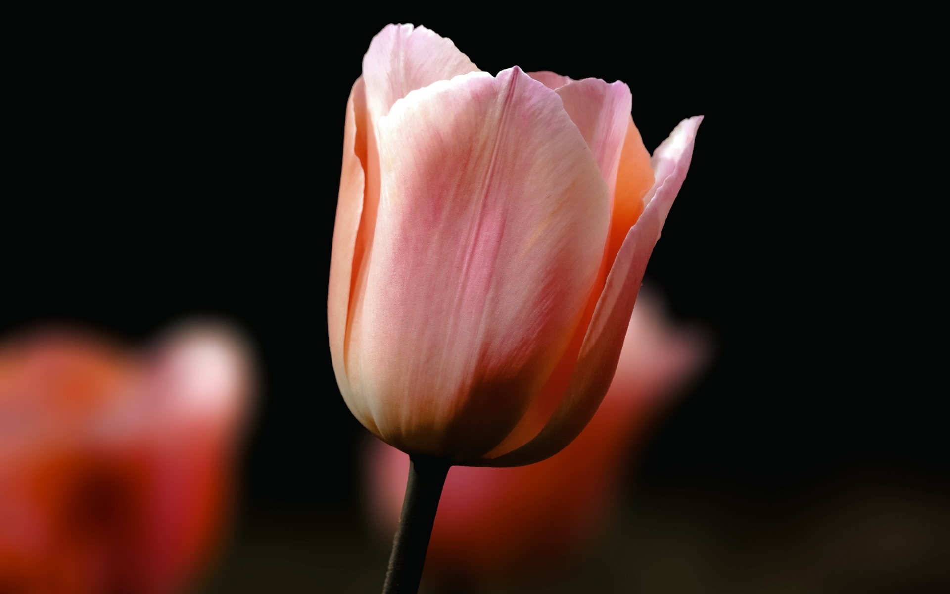 Розовый тюльпан на черном фоне крупным планом