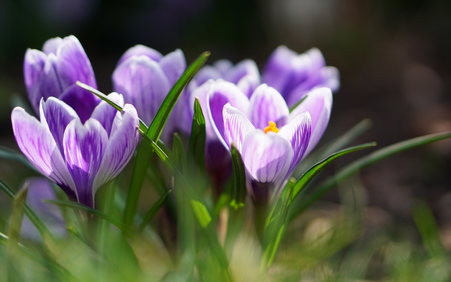 Фиолетовые цветы крокуса  в зеленой листве