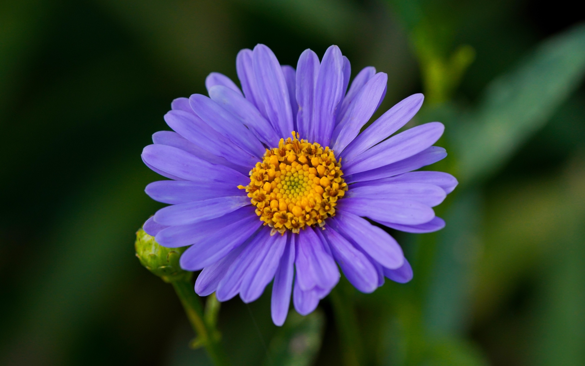 Фиолетовый цветок садовой астры