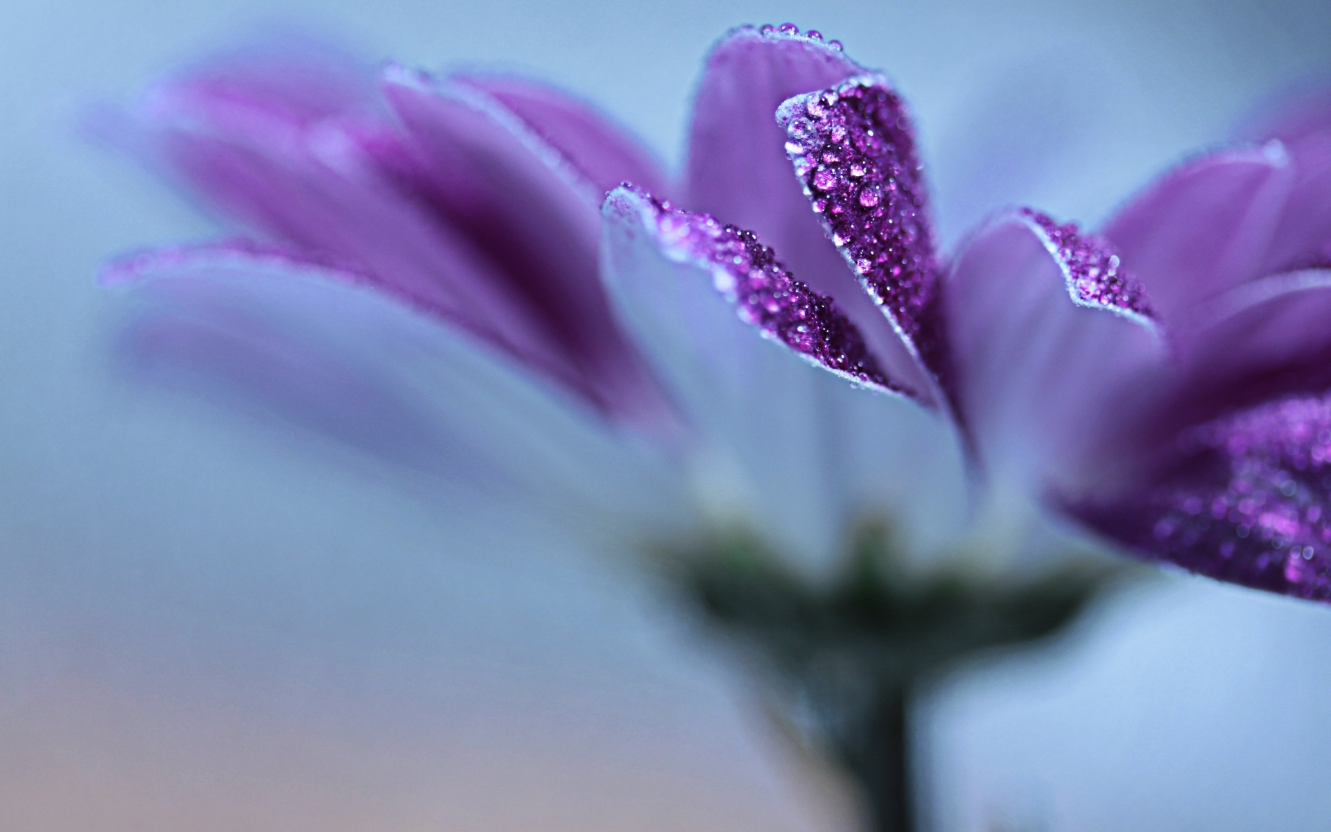 Лепестки фиолетовой герберы в каплях росы