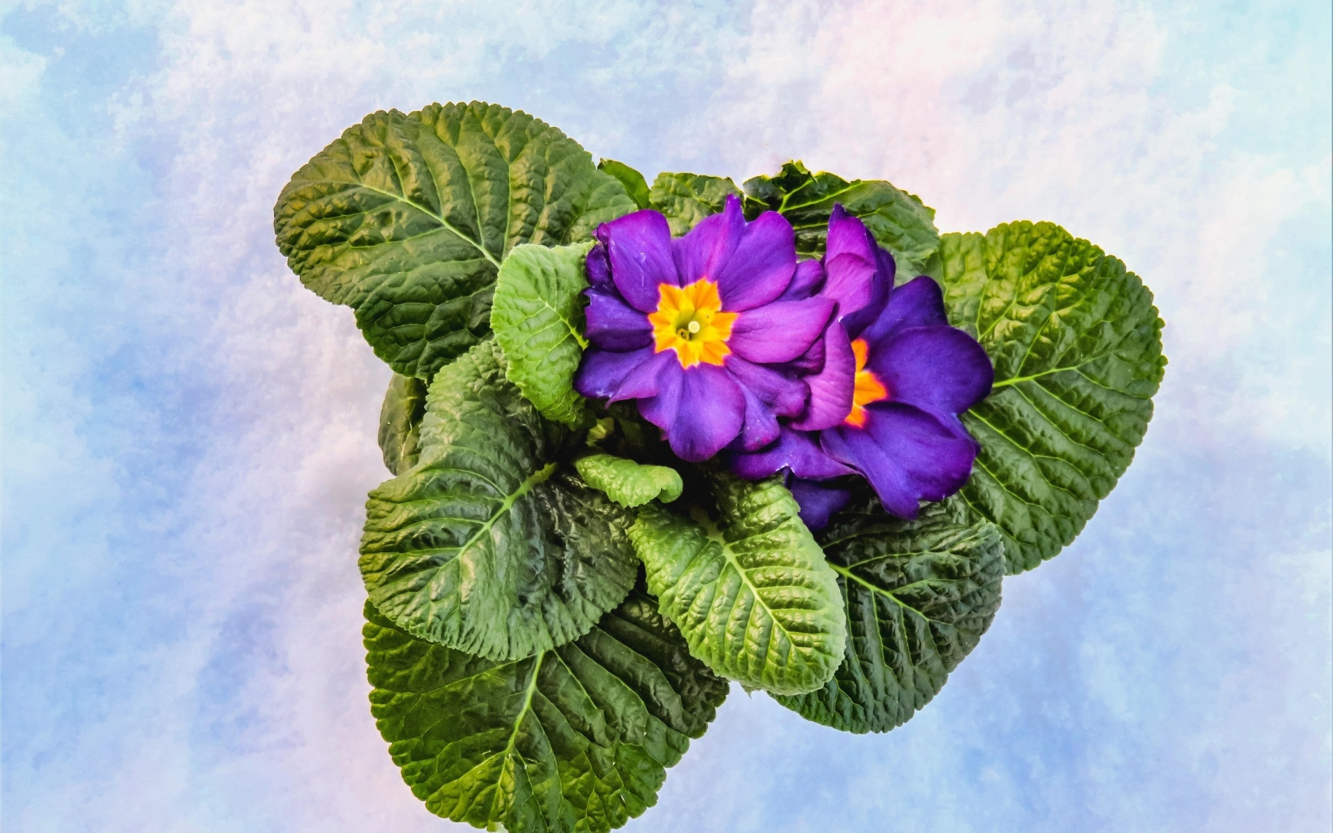 Фиолетовый комнатный цветок примула с зелеными листьями