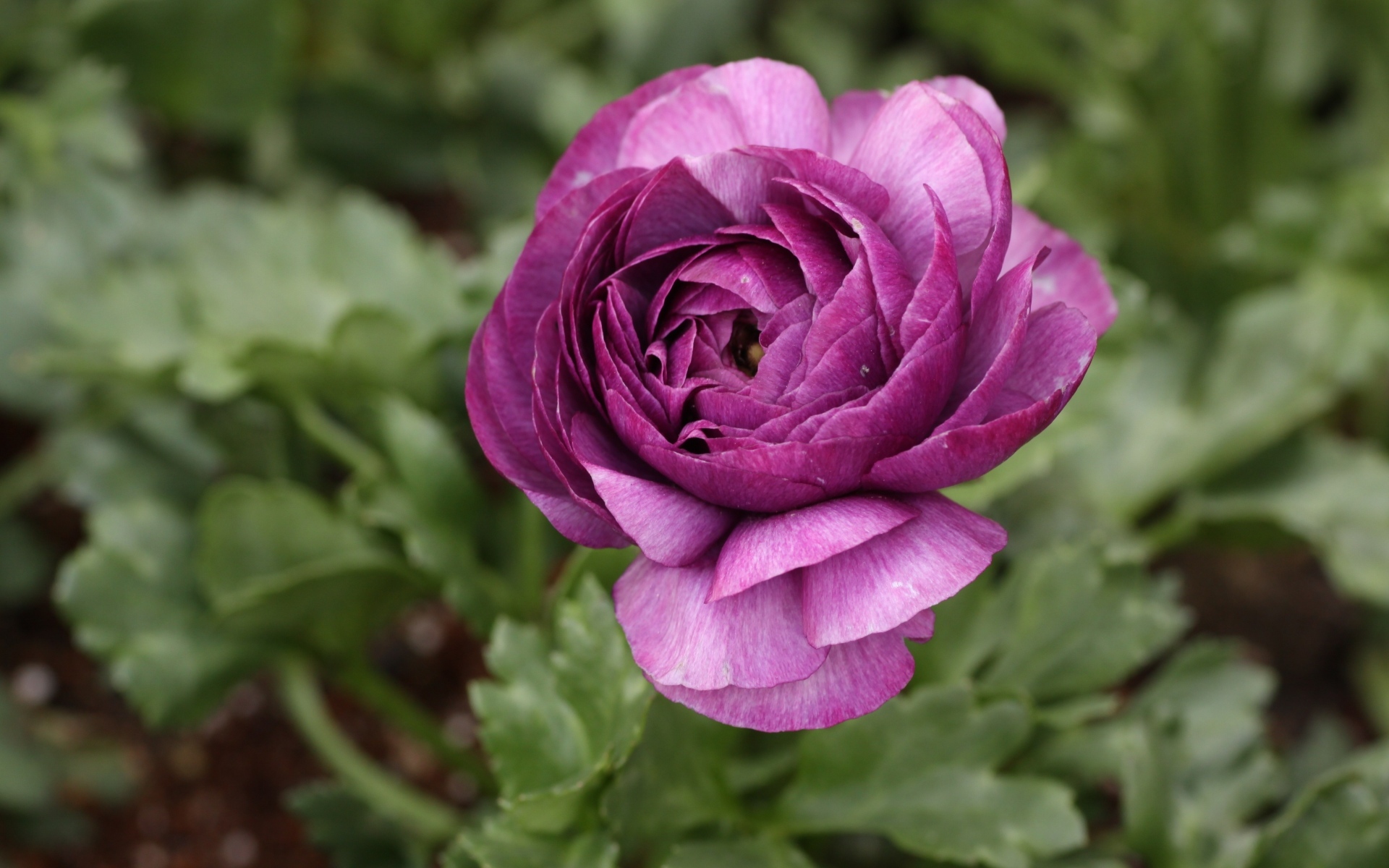 Фиолетовый цветок лютика крупным планом