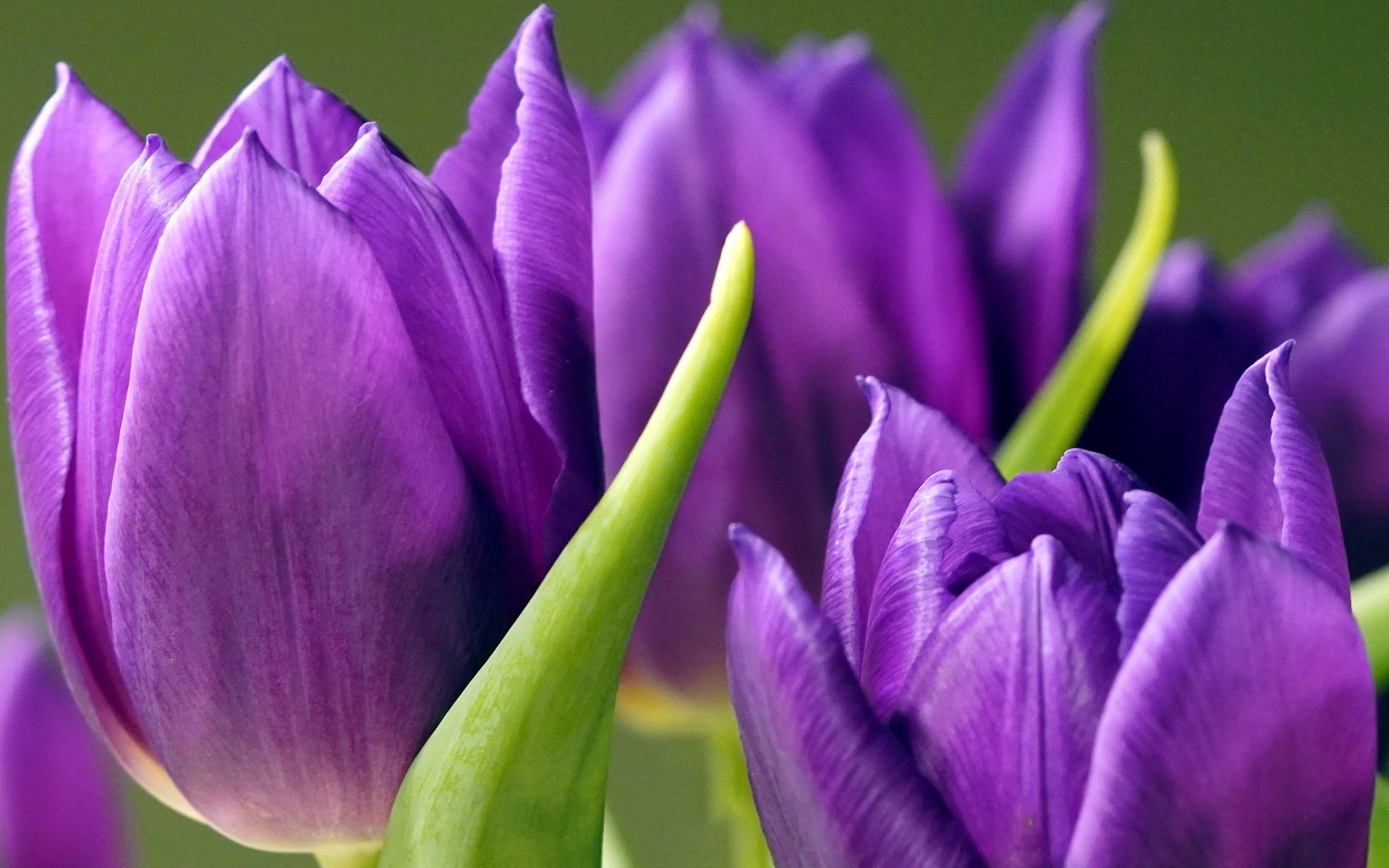Фиолетовые тюльпаны крупным планом
