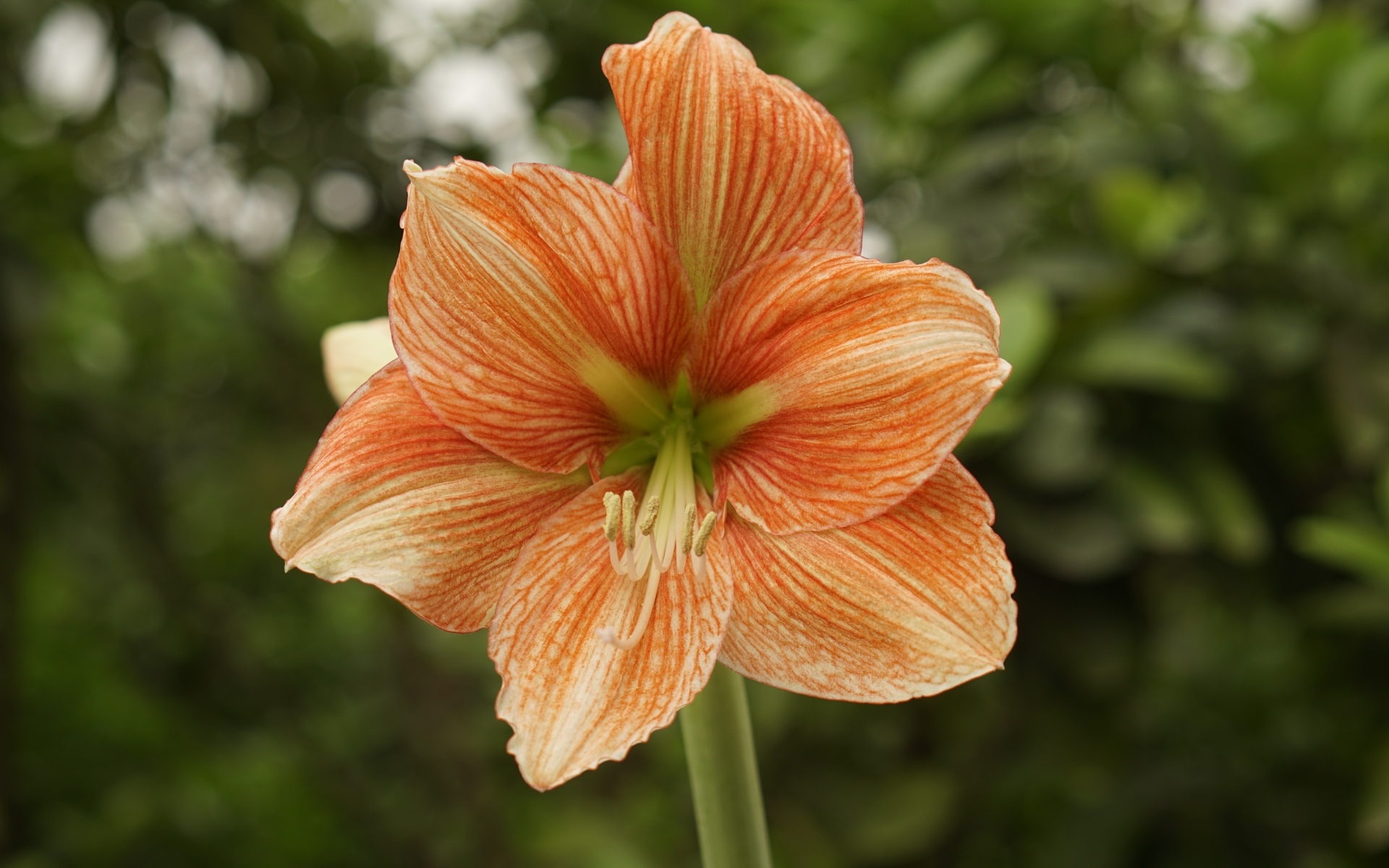 Красный цветок амариллиса крупным планом