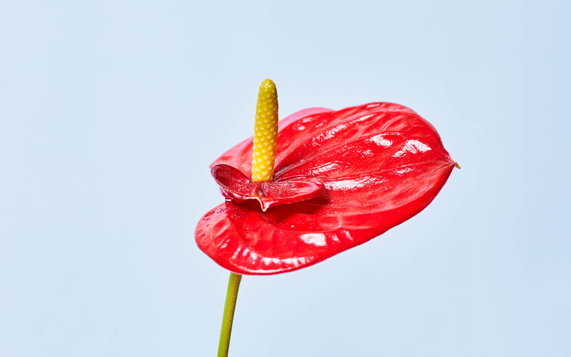 Красный цветок антуриум на сером фоне