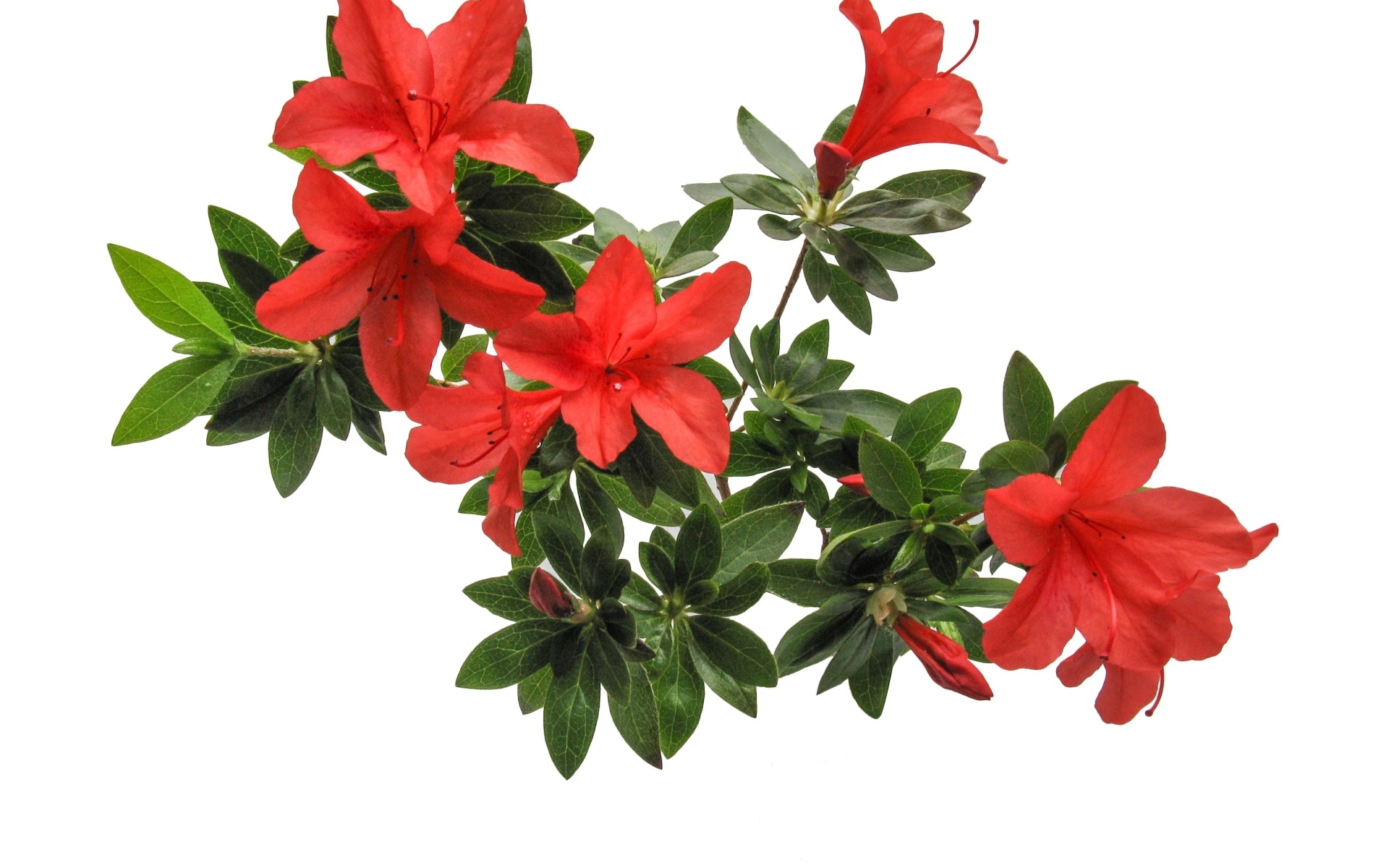 Красные цветы азалия на белом фоне