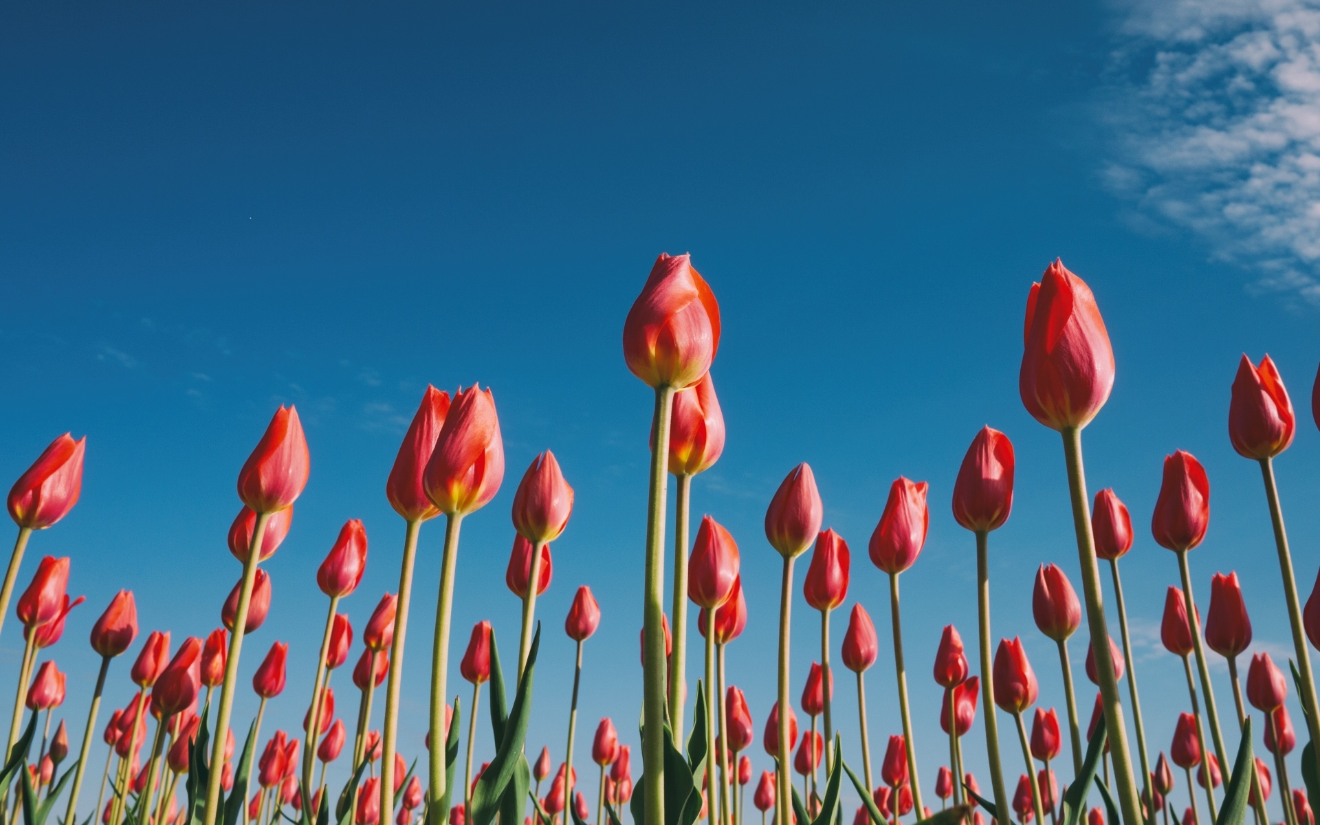 Красные красивые тюльпаны под голубым небом 