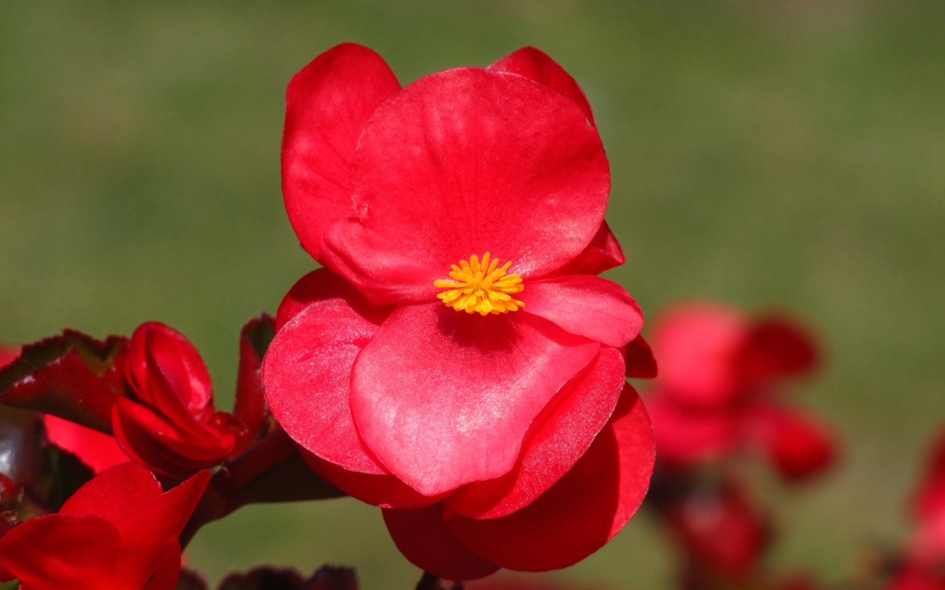 Красные цветы бегонии крупным планом