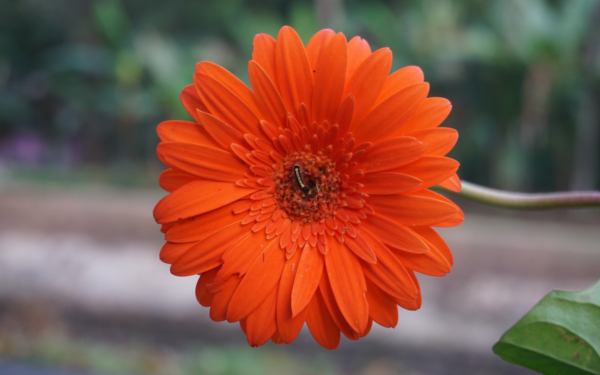 Красная нежная гербера с тонким стеблем