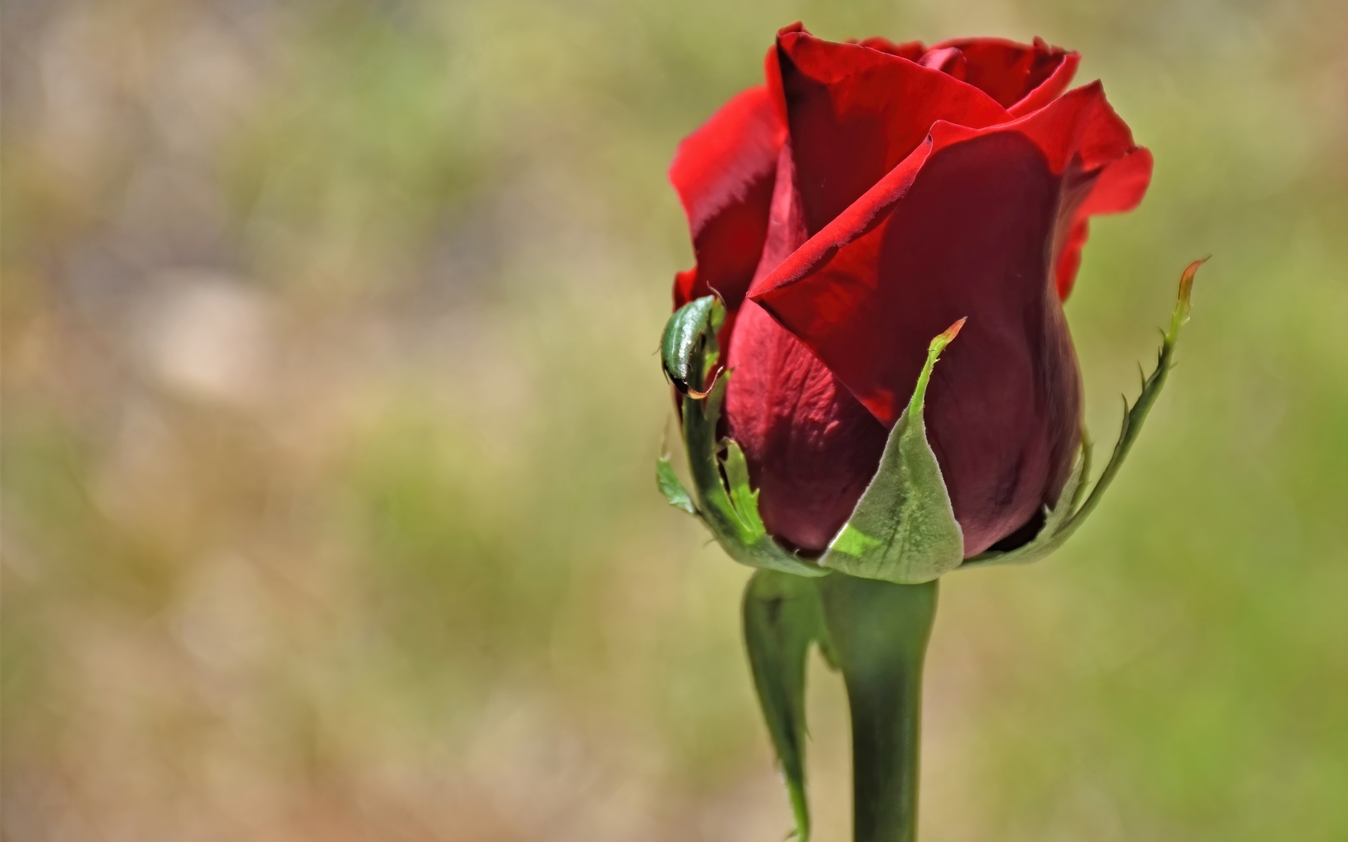 Красная английская роза крупным планом