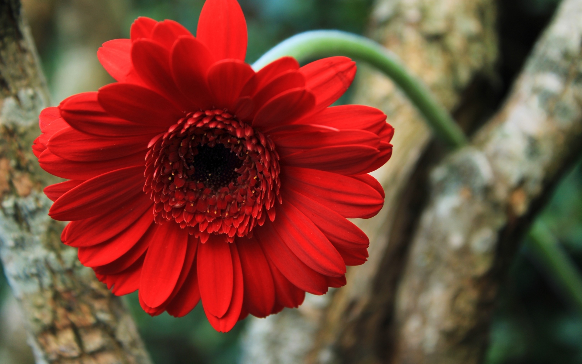 Красный цветок герберы на дереве