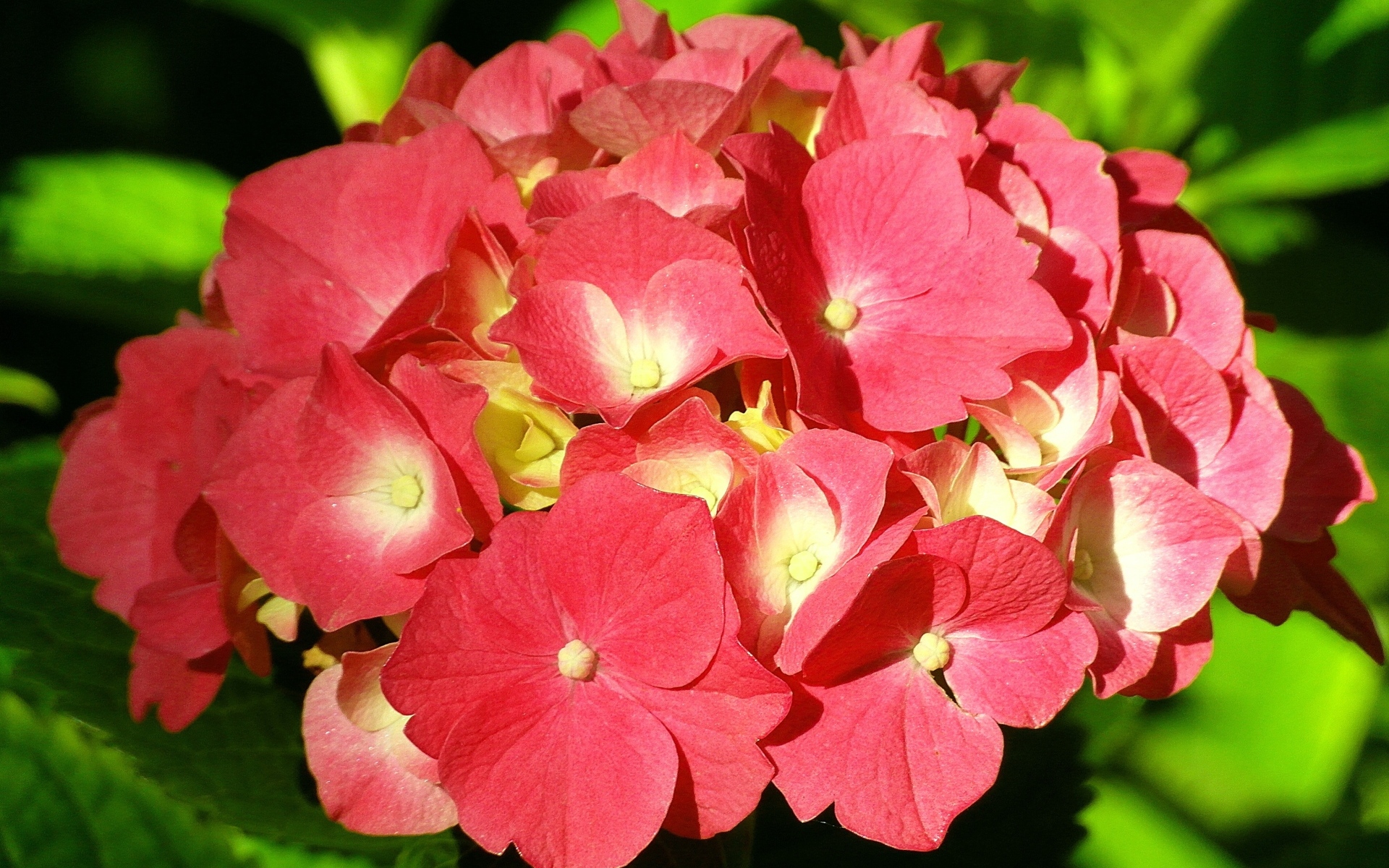 Красный цветок гортензии в лучах солнца