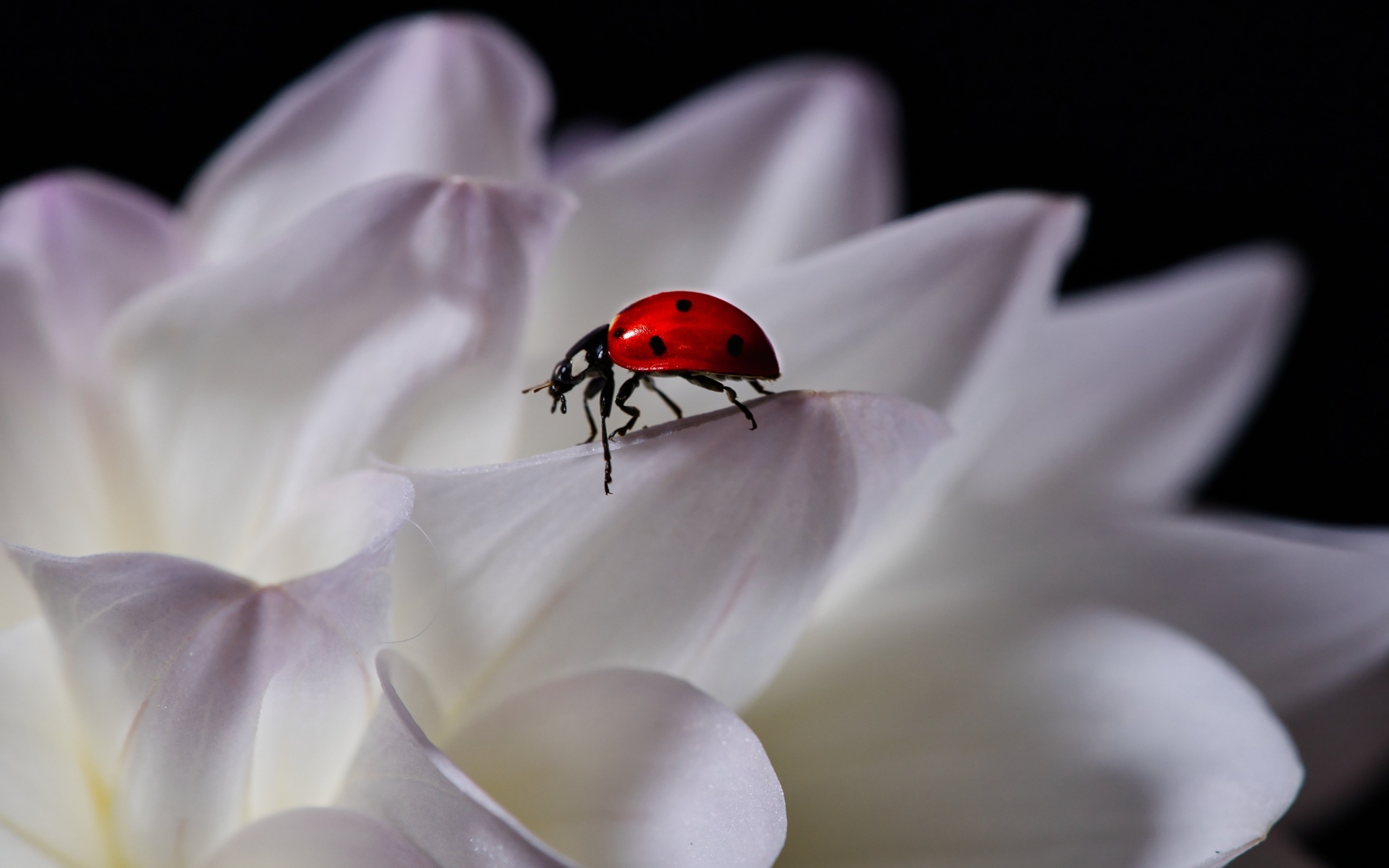 Красная божья коровка сидит на белом цветке георгина