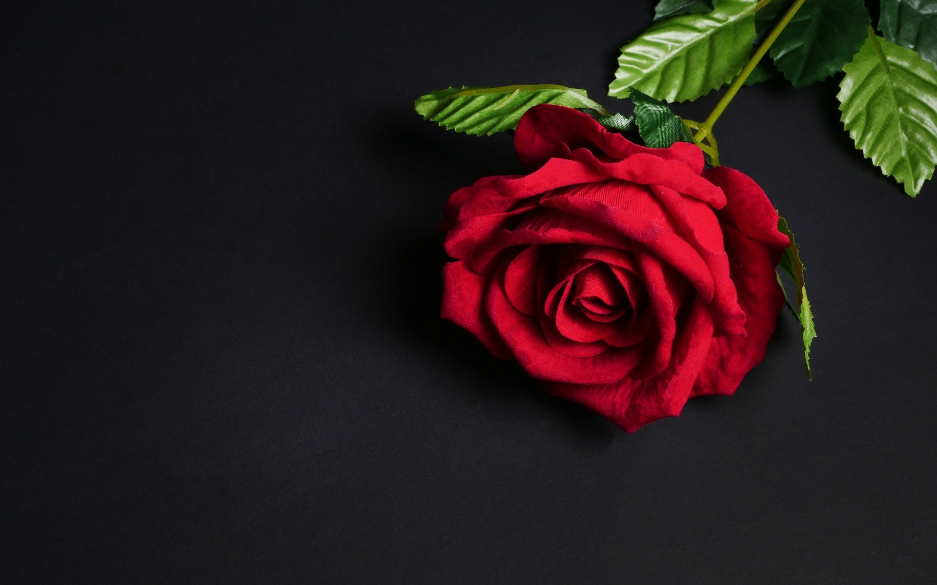 Красный цветок розы на черном фоне