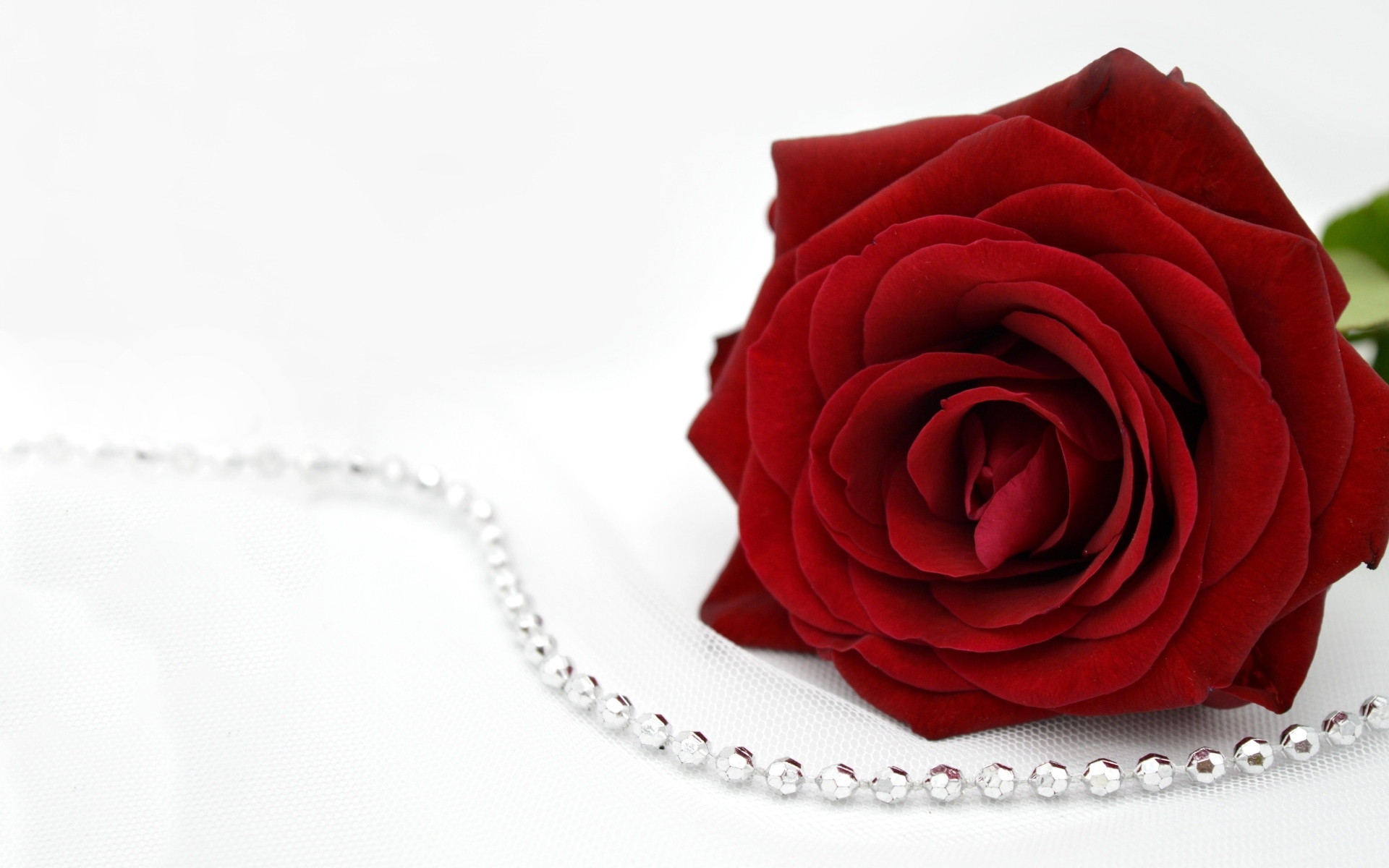 Красная роза с бусами на белом фоне