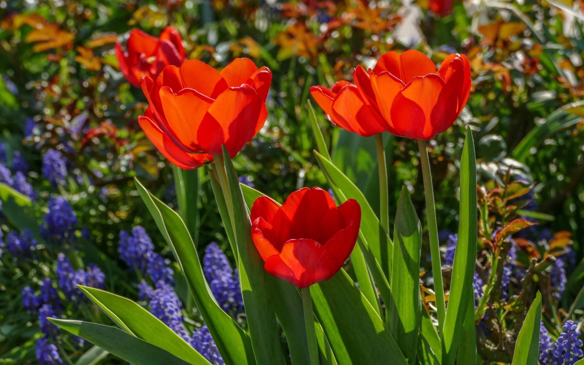 Красные весенние тюльпаны на клумбе