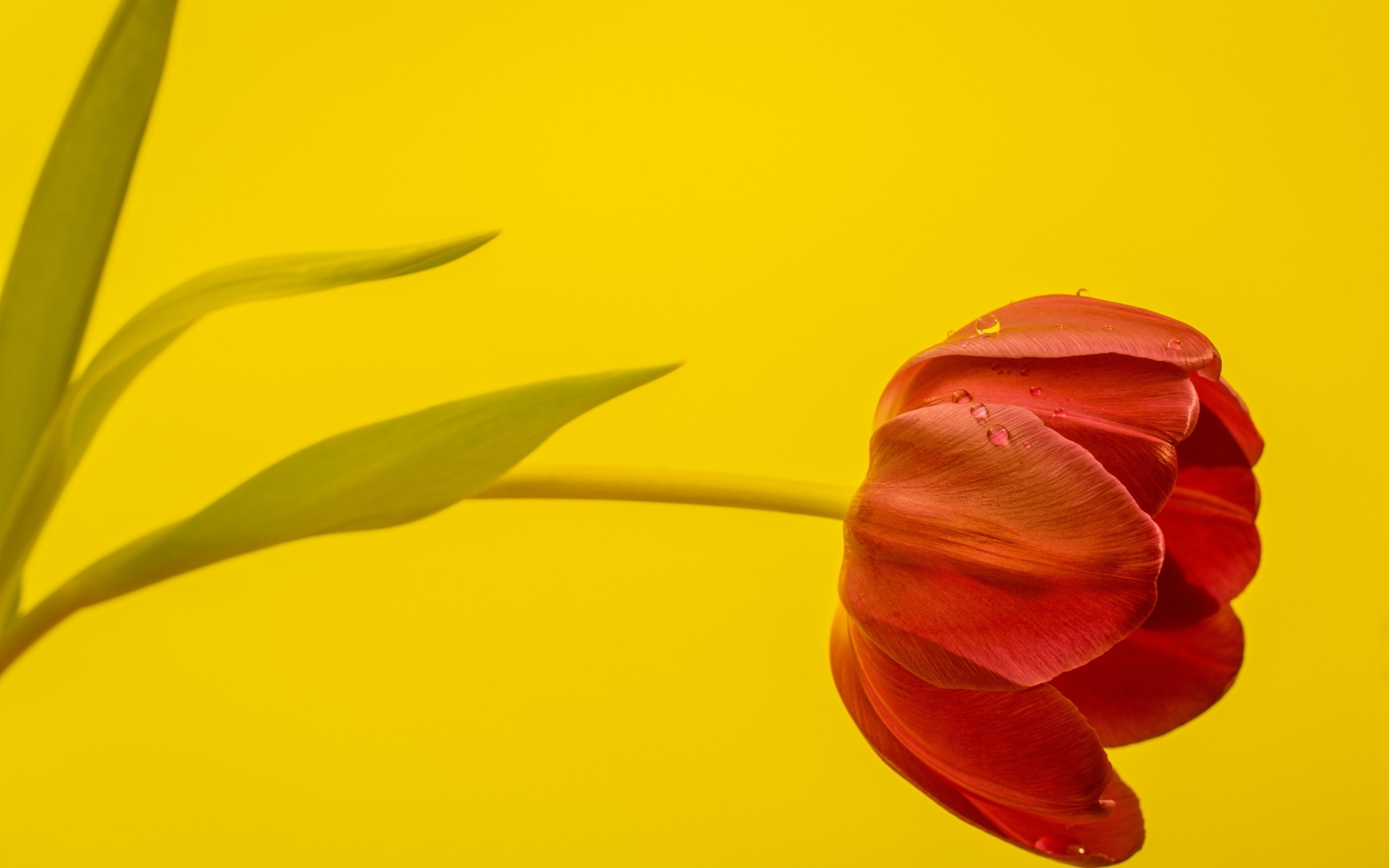 Красный тюльпан на желтом фоне