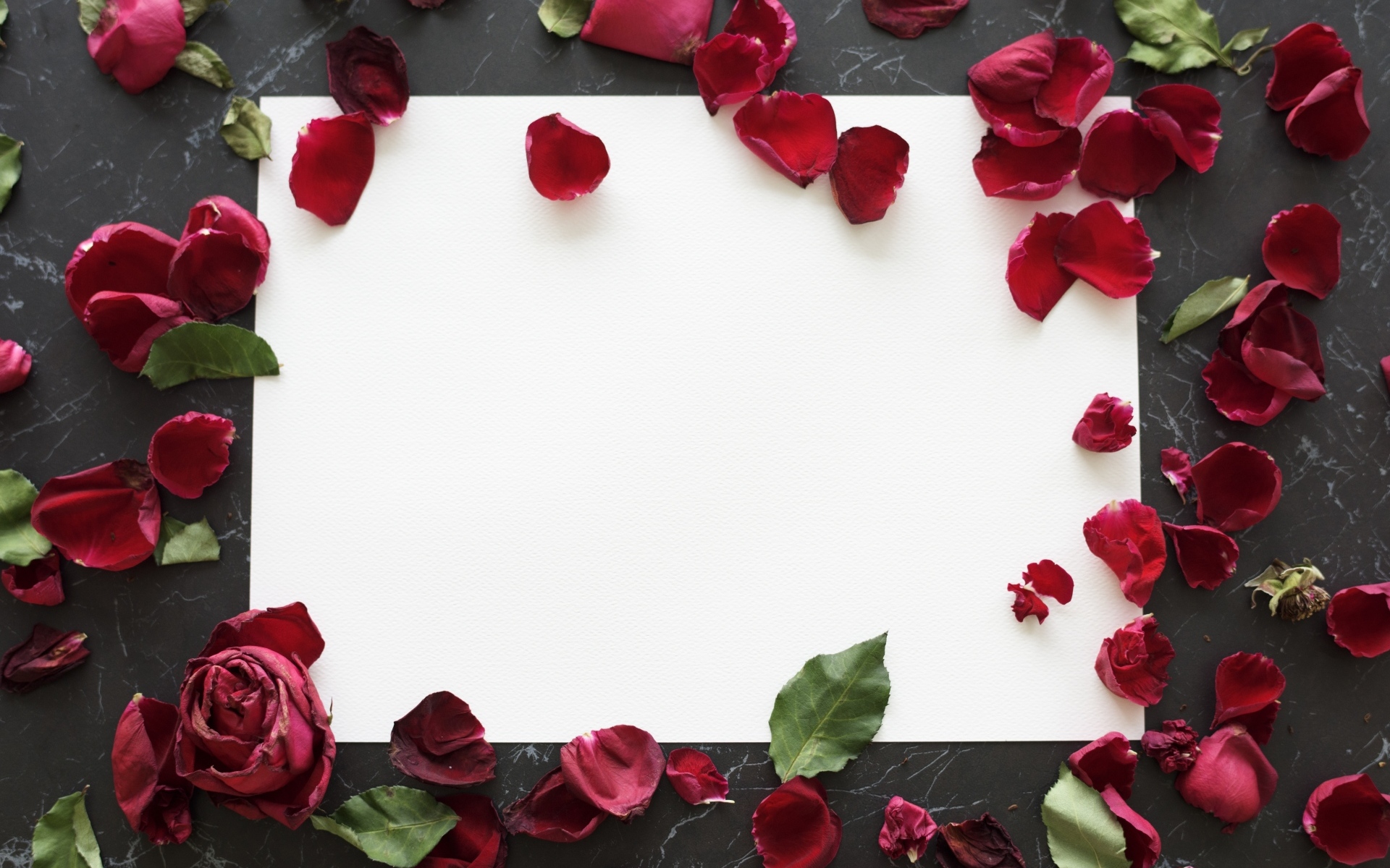 Лепестки розы с белым листом на столе