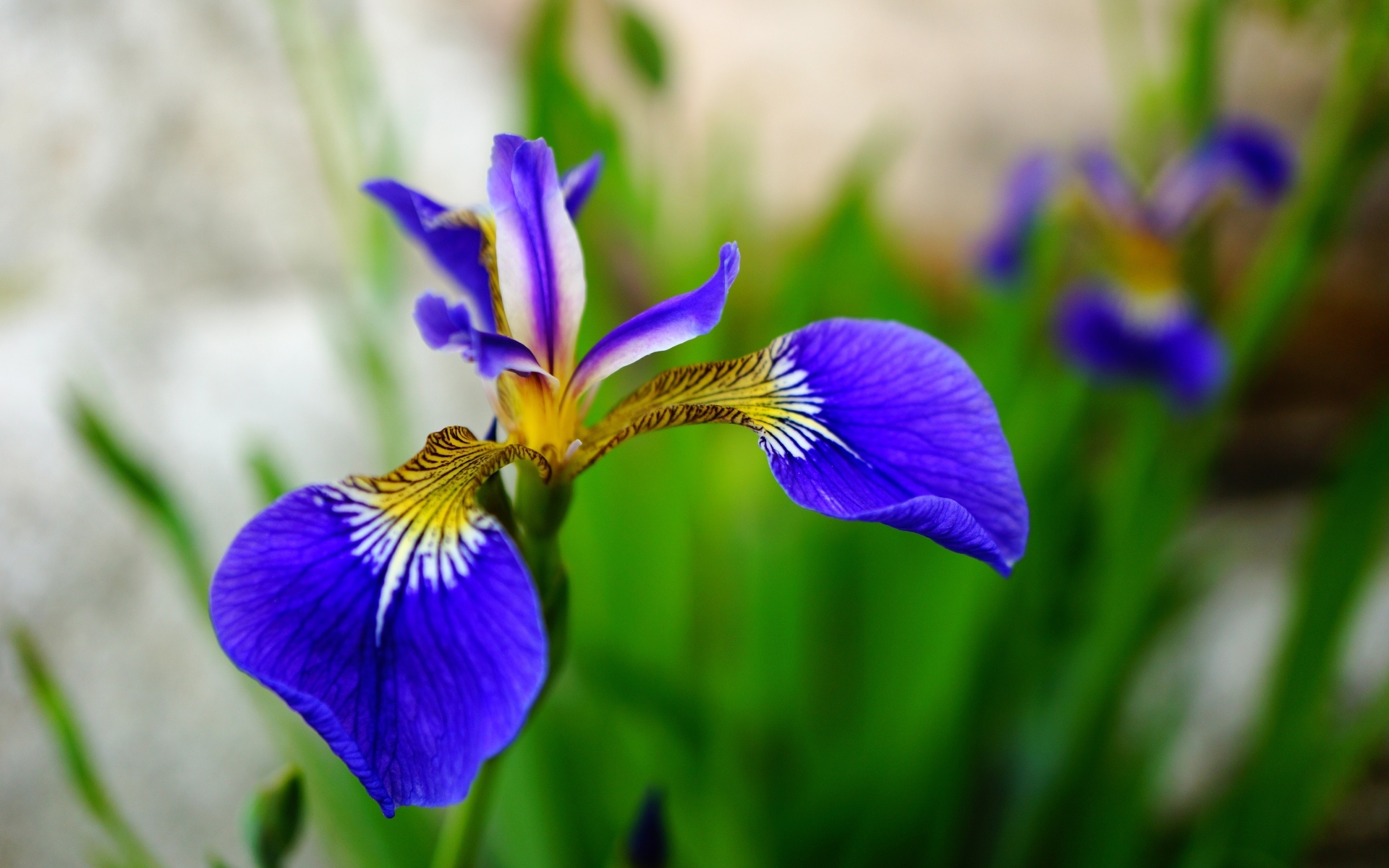 Маленький нежный синий цветок ириса