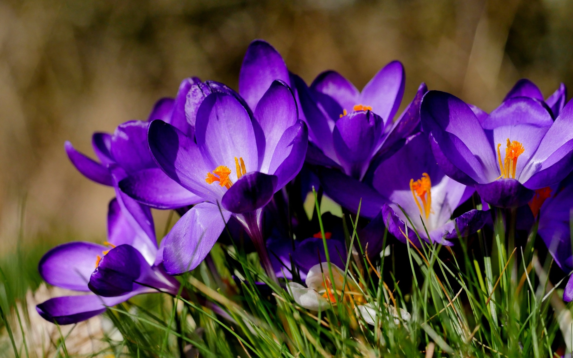 Маленькие сиреневые крокусы в зеленой траве