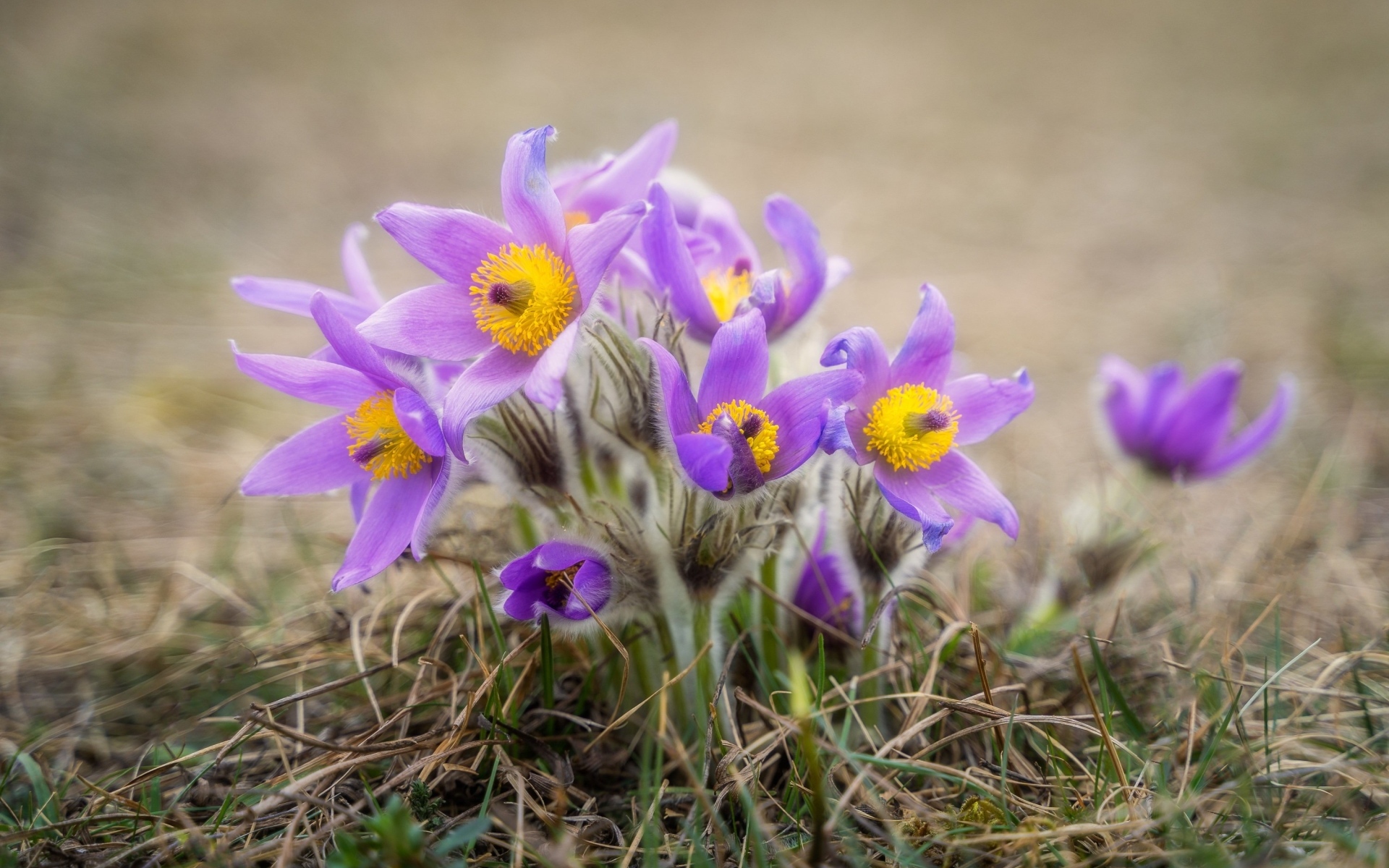 Маленькие цветы прострела растут в траве
