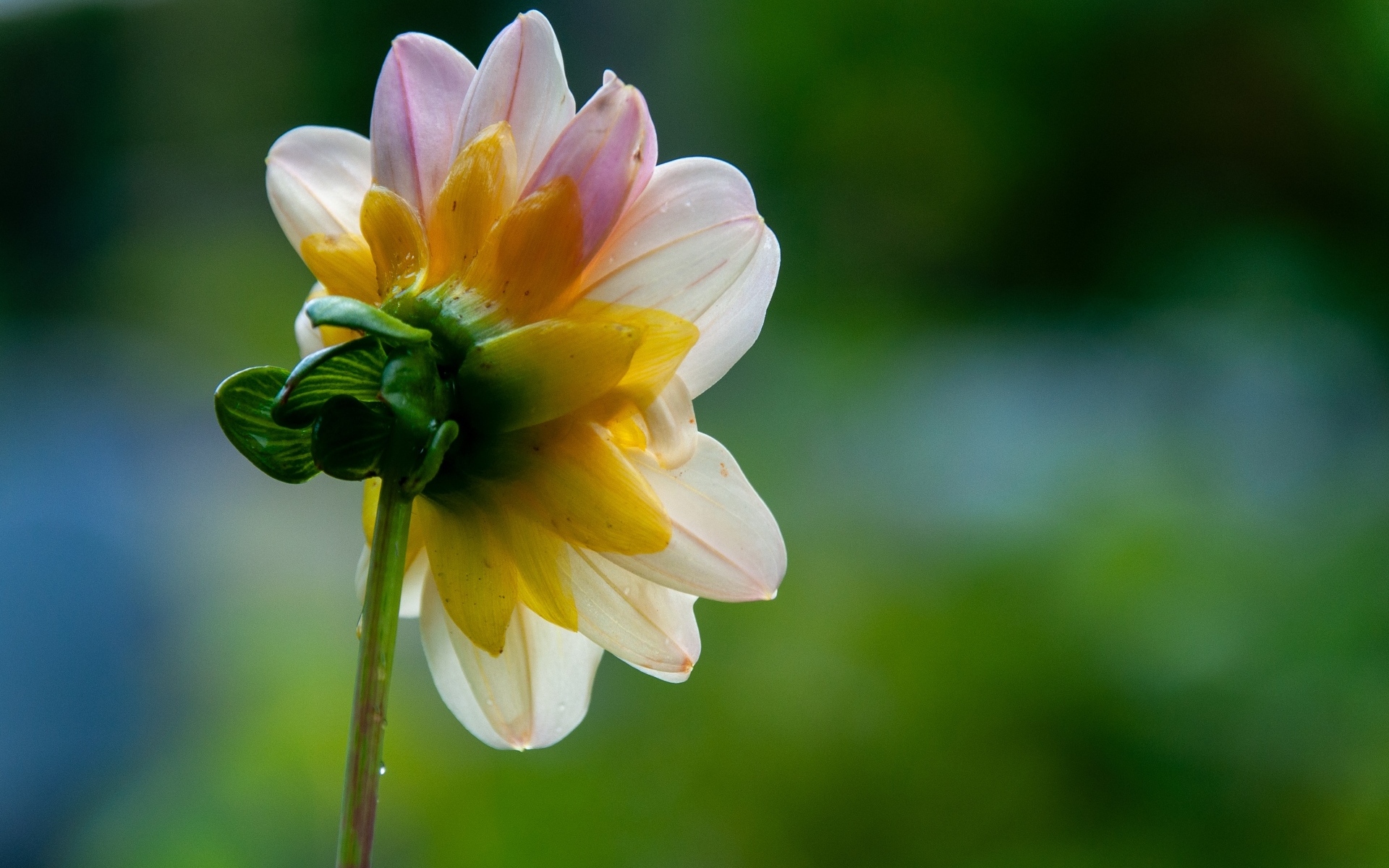 Маленький розовый цветок георгина