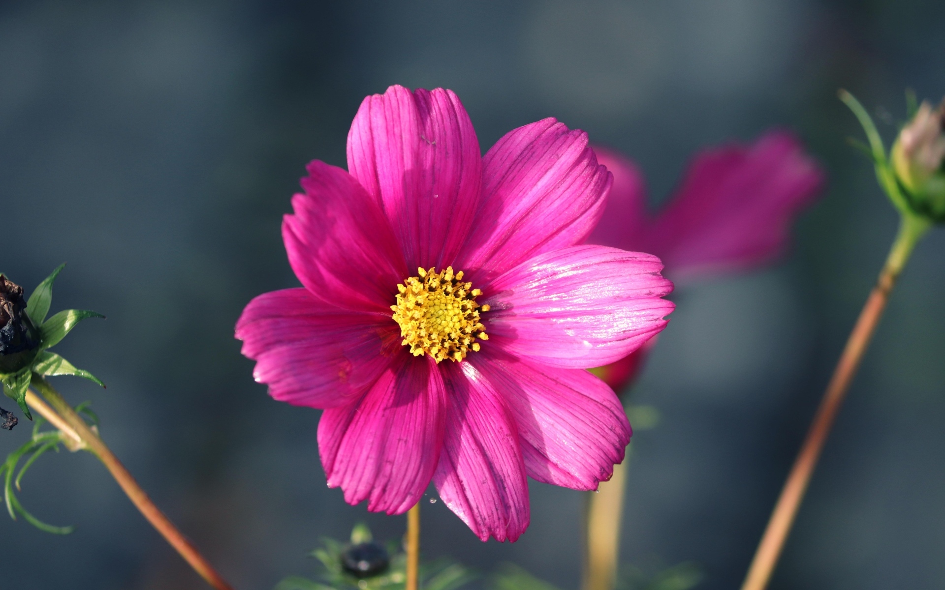 Маленький розовый цветок георгина крупным планом