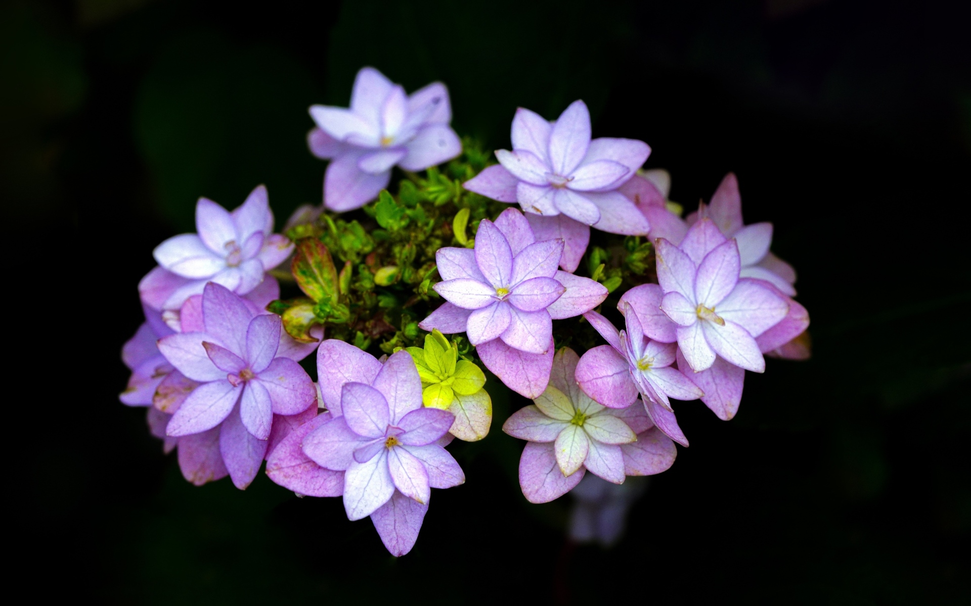 Мелкие розовые цветы на черном фоне