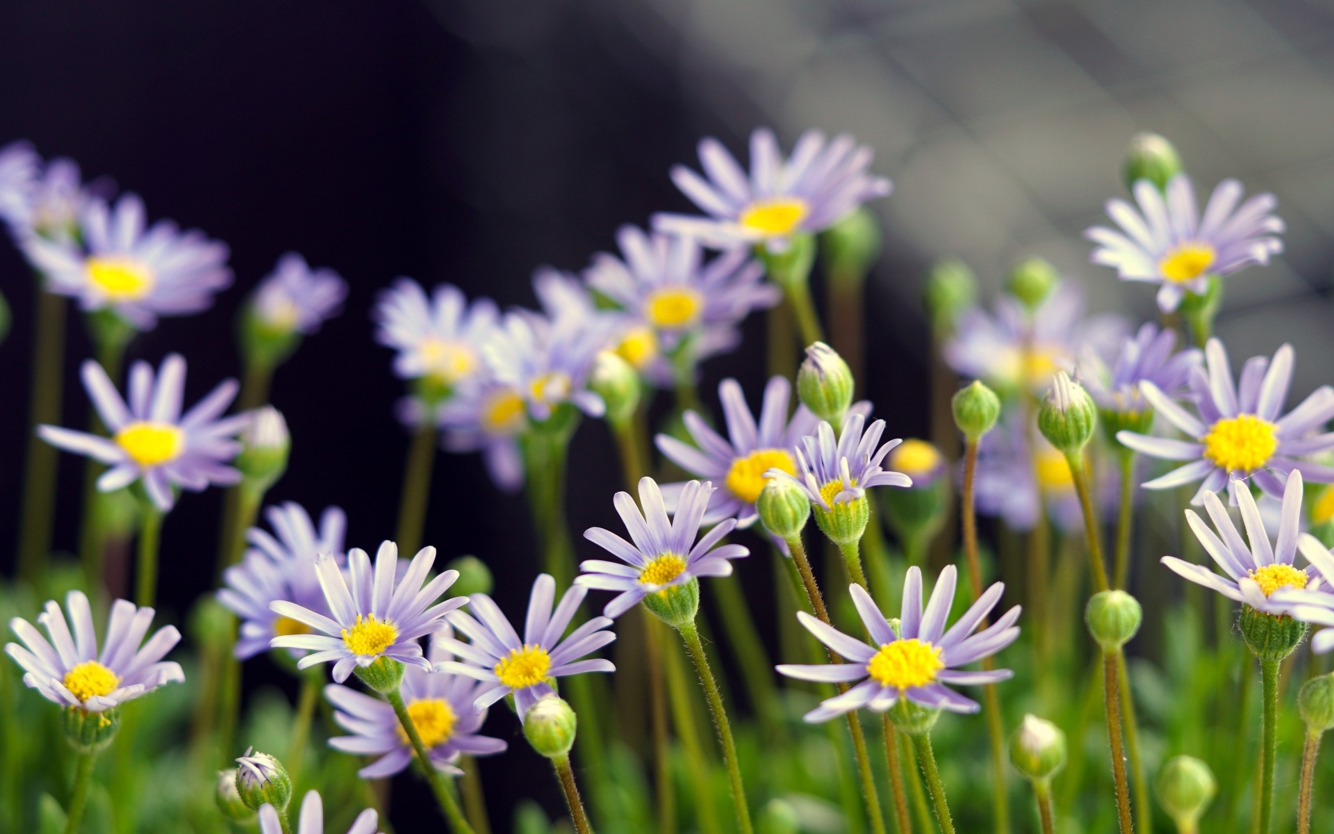 Маленькие фиолетовые ромашки крупным планом