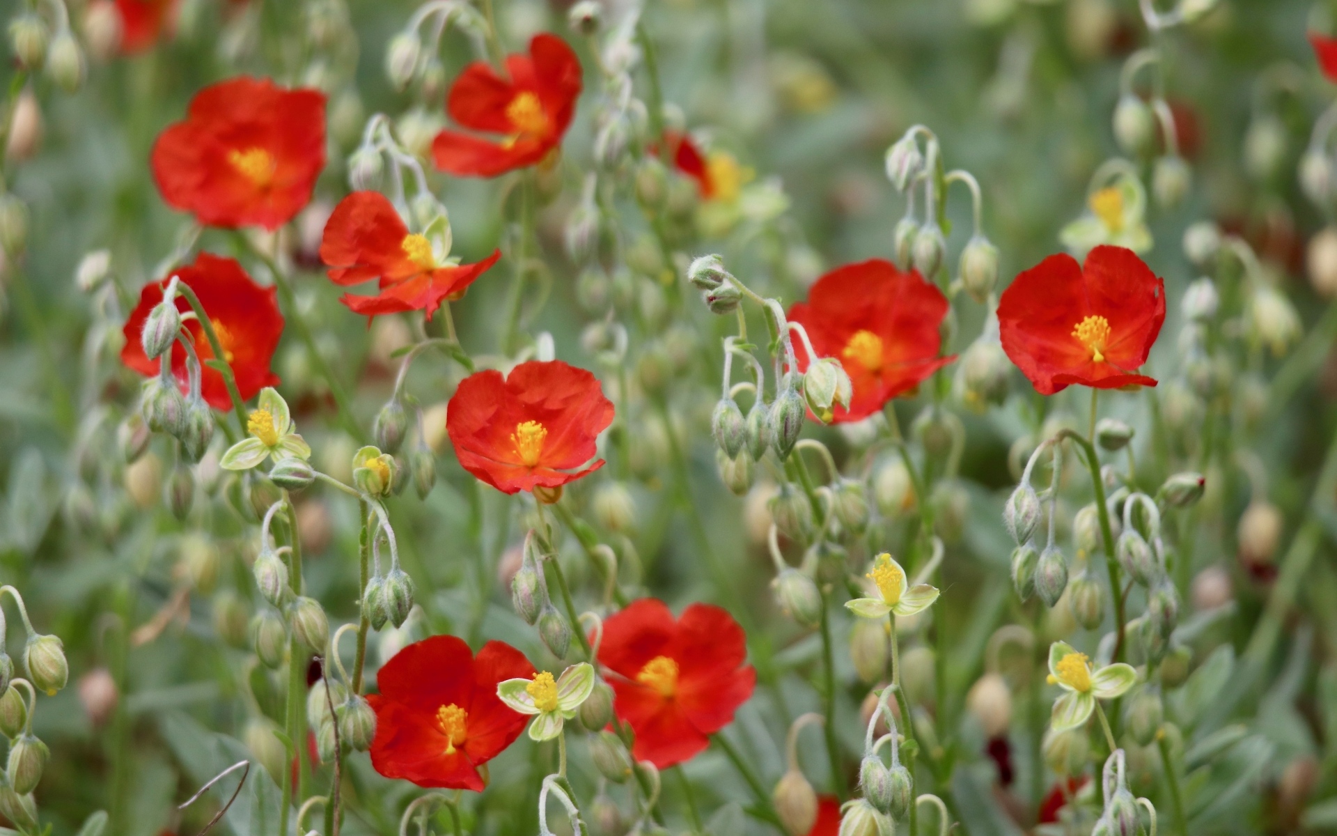 Маленькие красные цветы с бутонами крупным планом