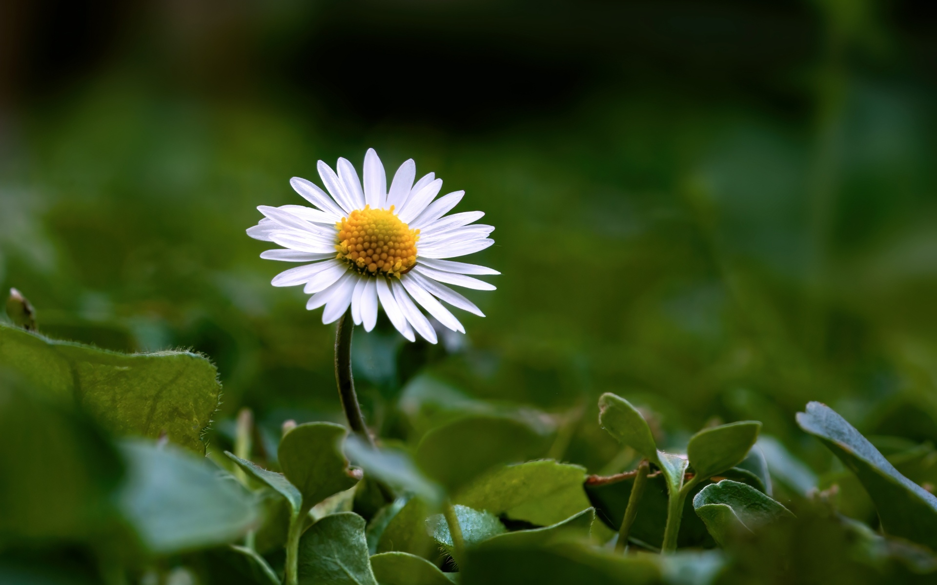 Маленький белый цветок ромашки в зеленых листьях