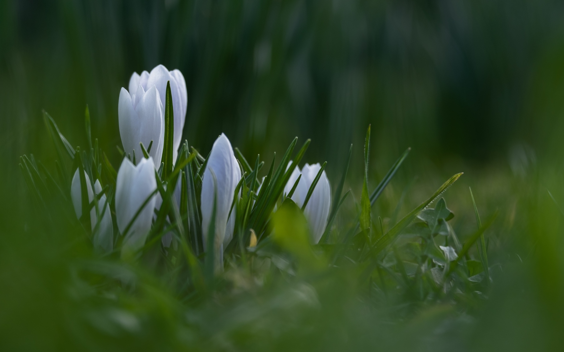 Маленькие белые цветы крокуса пробиваются в зеленой траве