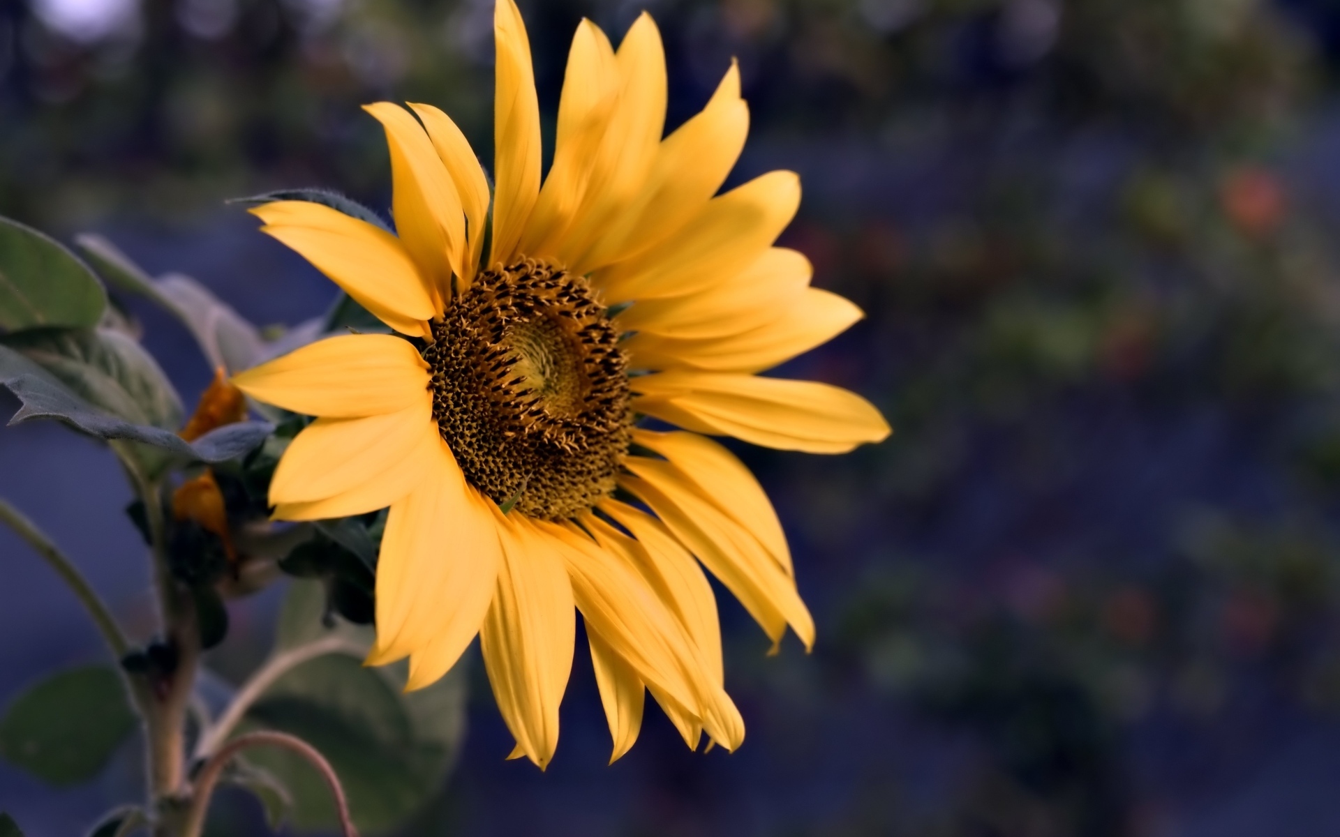 Маленький желтый цветок полевого подсолнуха