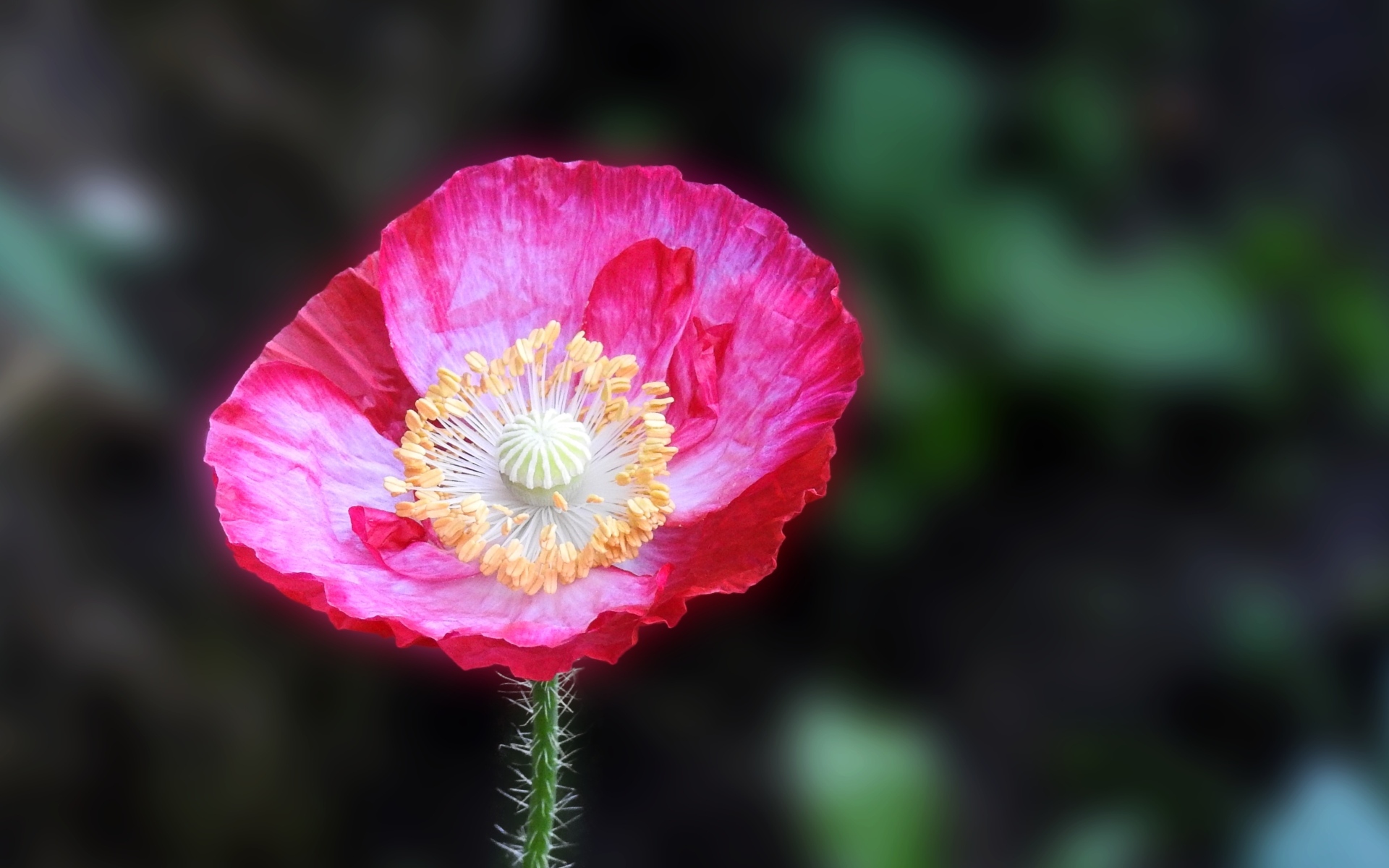 Летний яркий цветок полевого мака