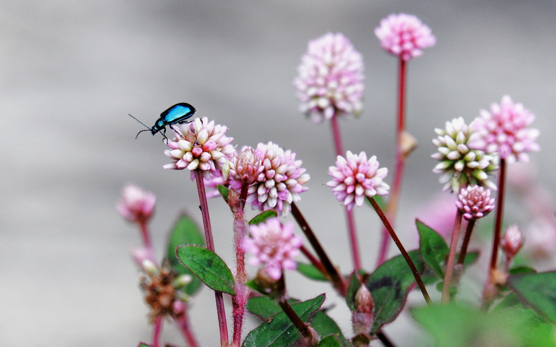Жук сидит на розовых маленьких цветах
