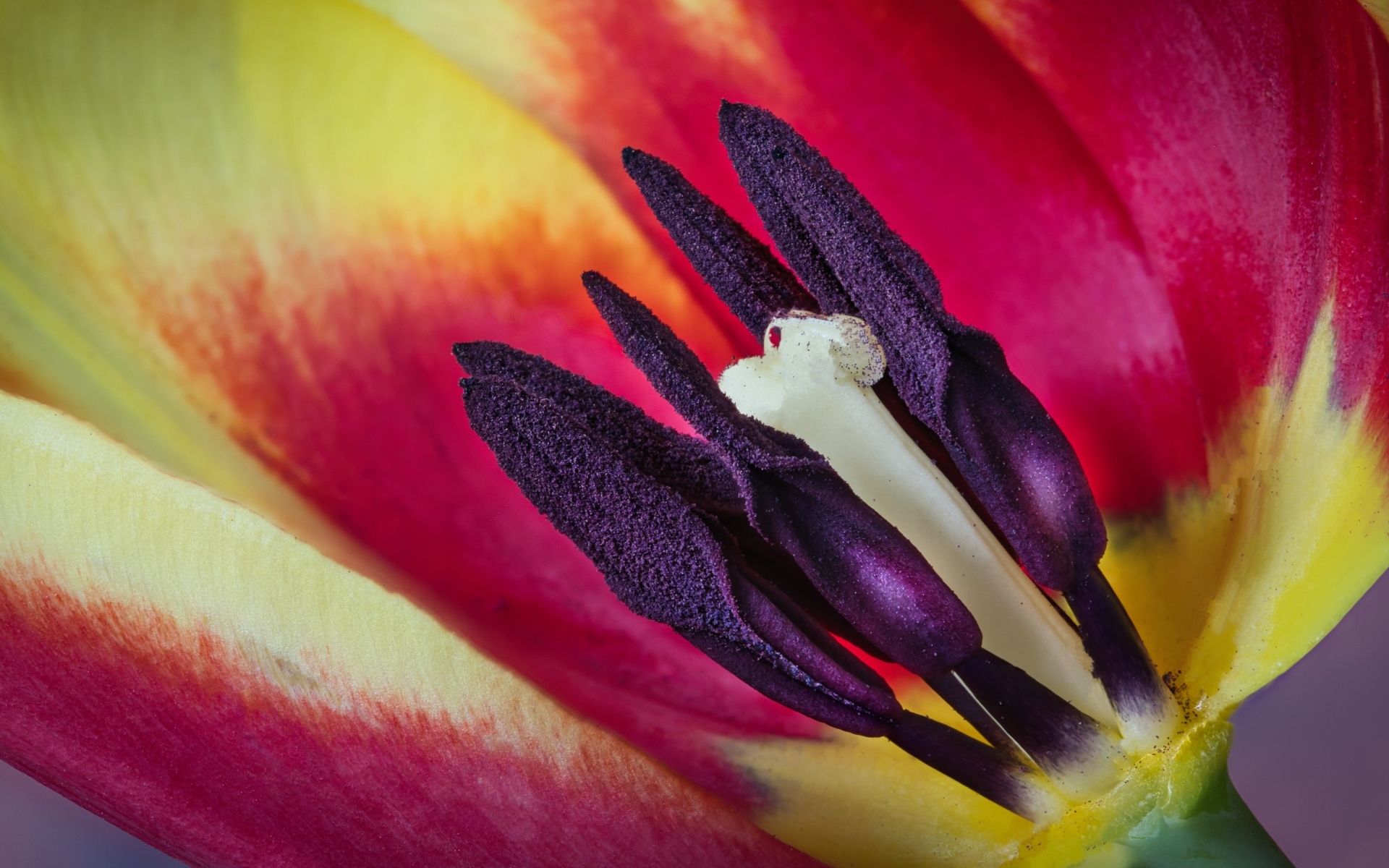 Серединка красивого тюльпана крупным планом