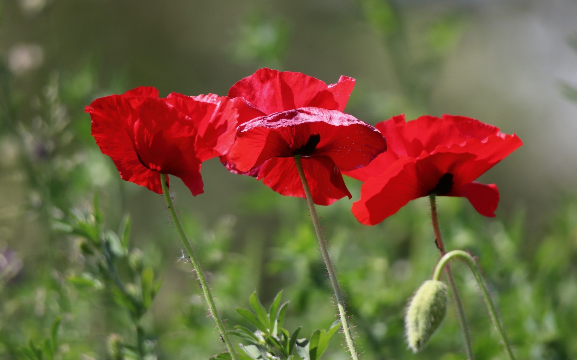 Три красных мака в лучах солнца