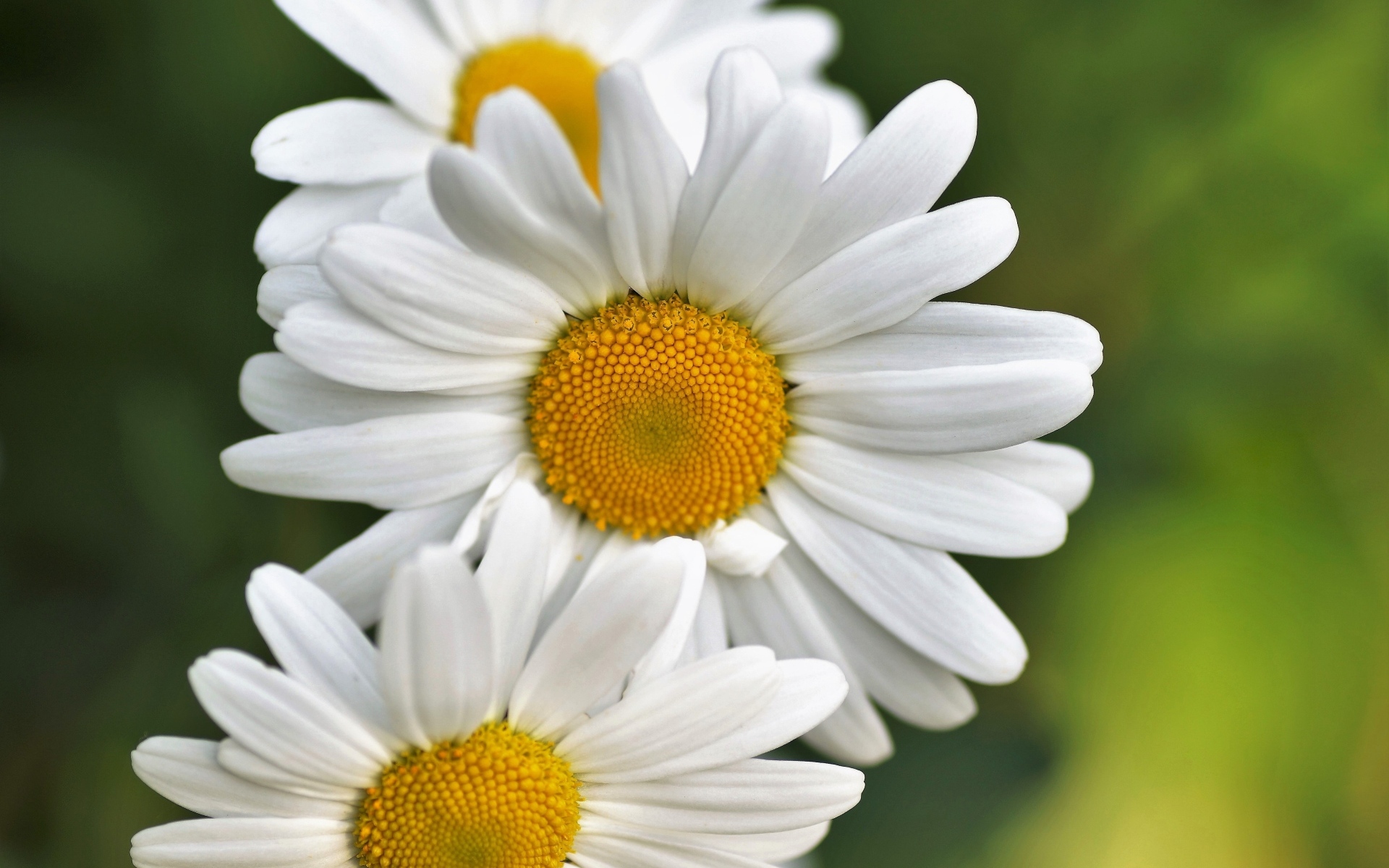 Три белых ромашки крупным планом