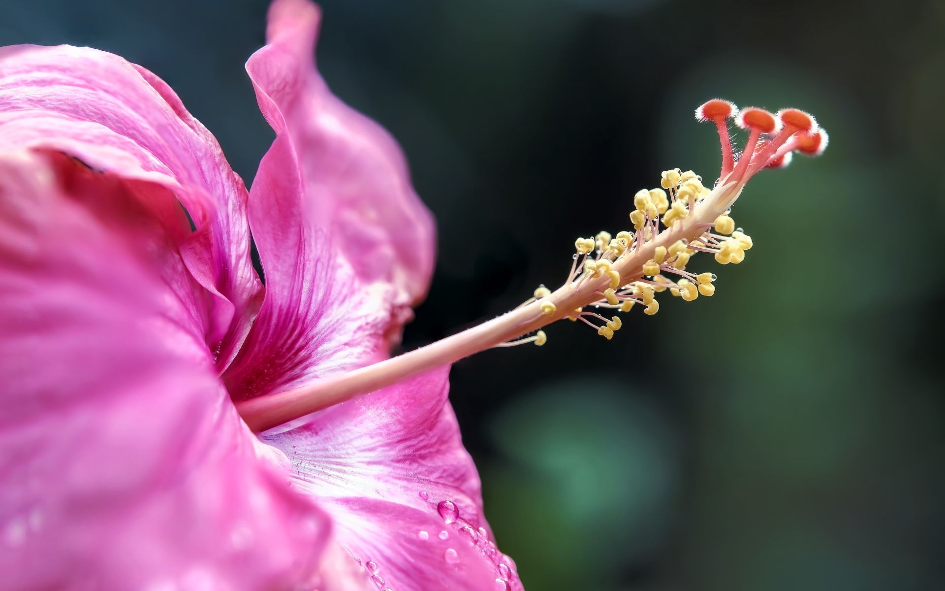 Тропический розовый цветок гибискуса крупным планом