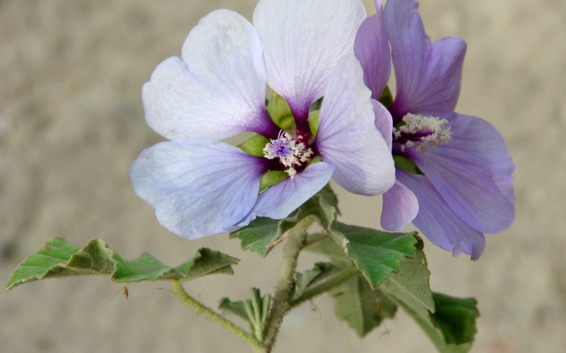 Два сиреневых цветка гибискуса крупным планом