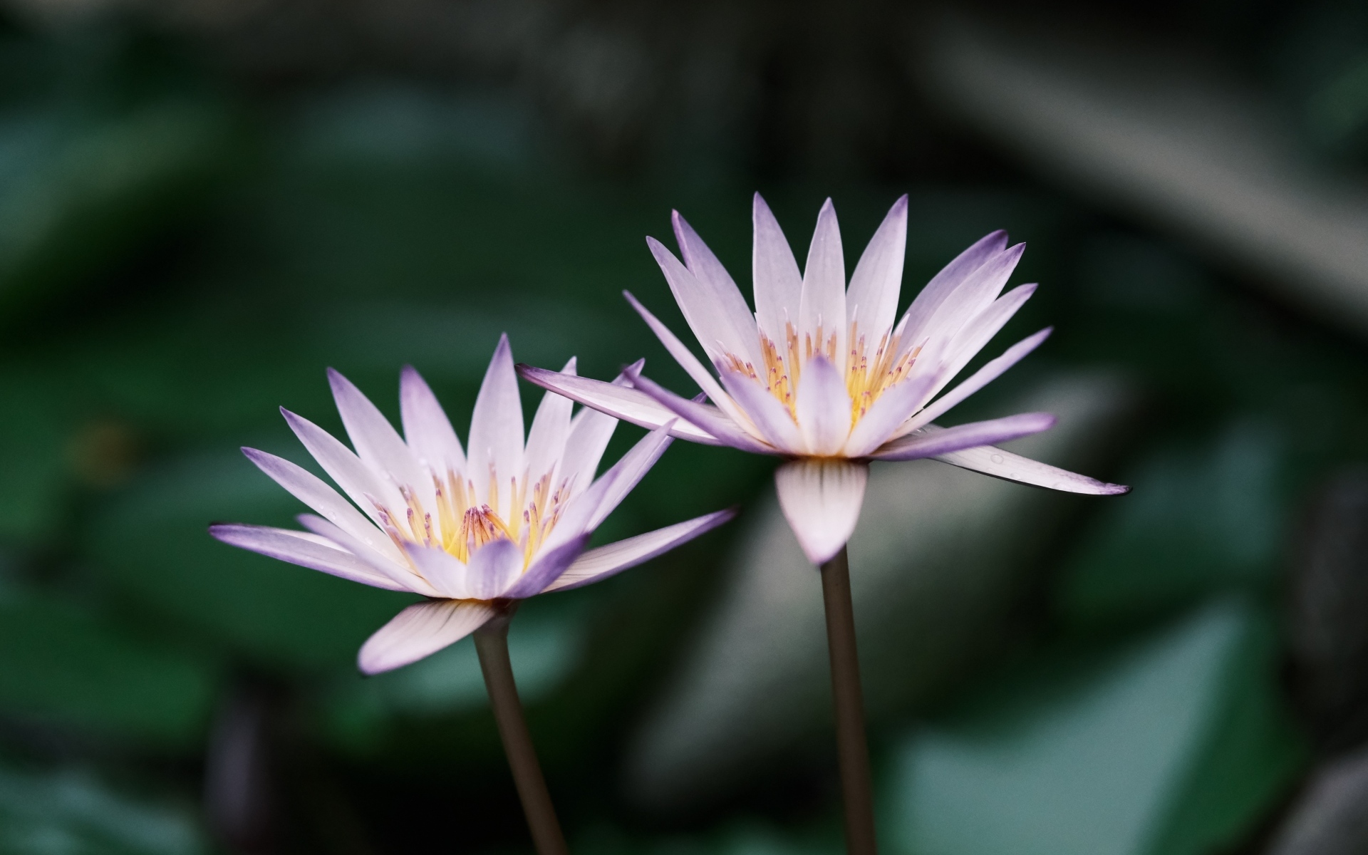 Два сиреневых цветка лотоса в пруду