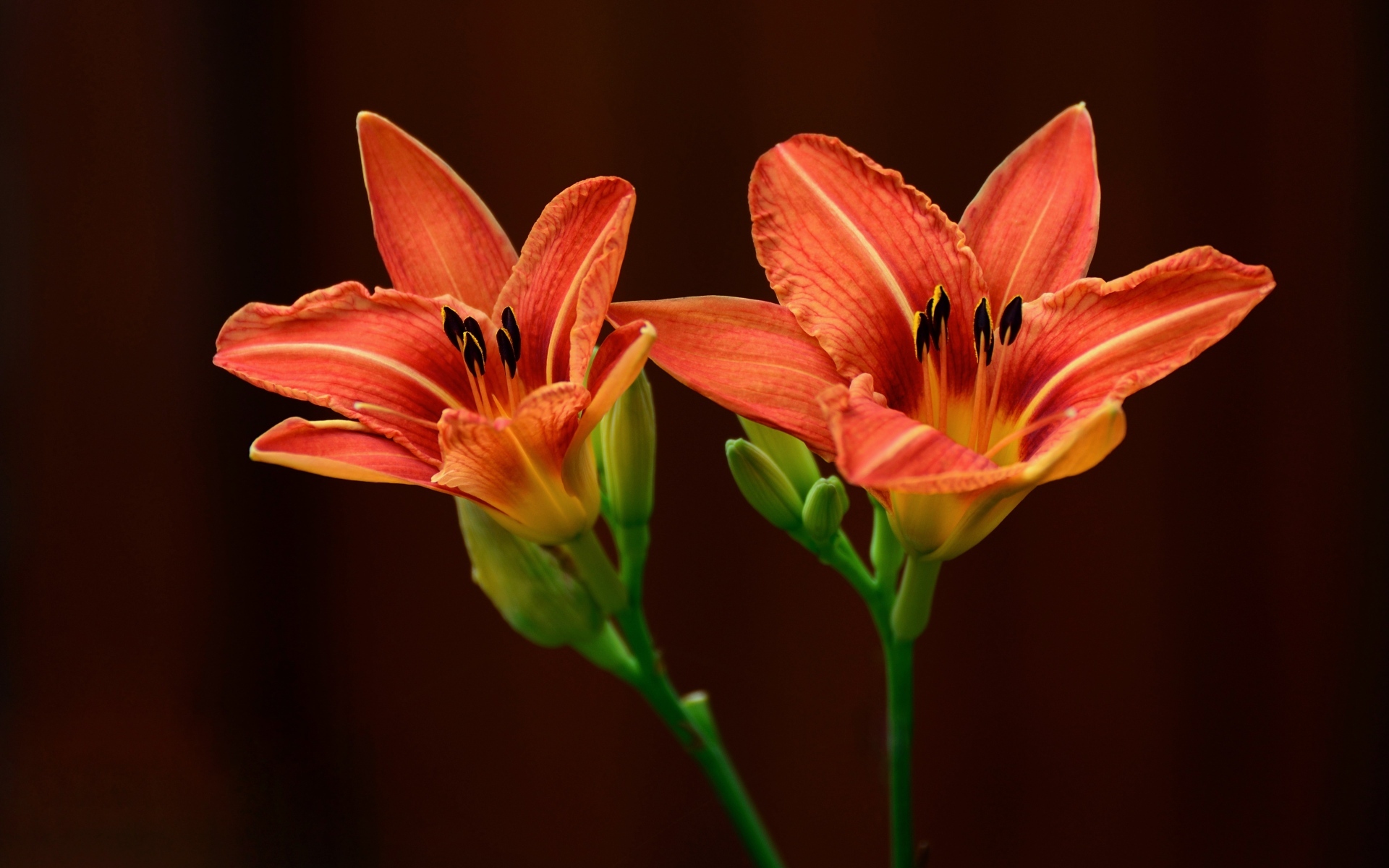 Два оранжевых цветка лилии на коричневом фоне