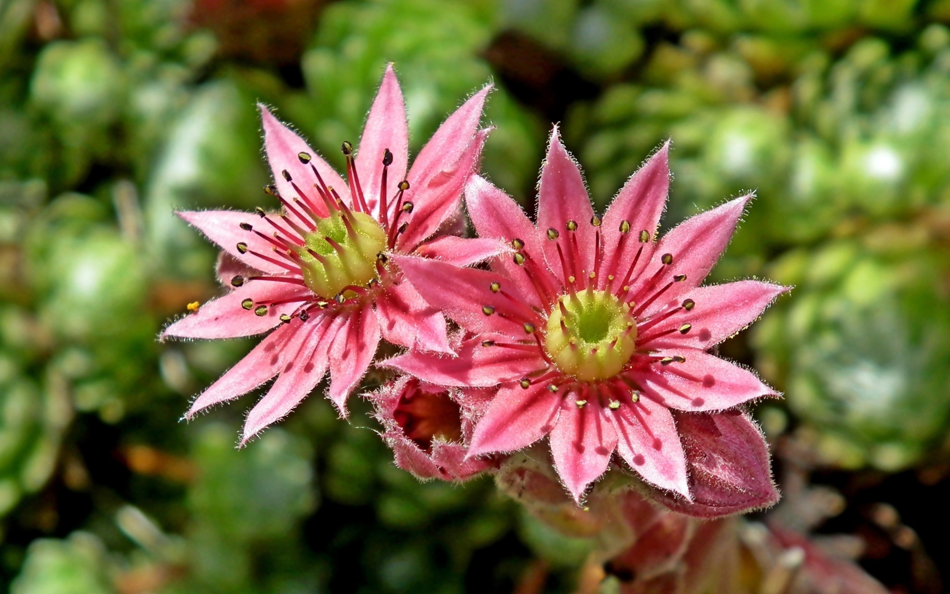 Два розовых цветка крупным планом