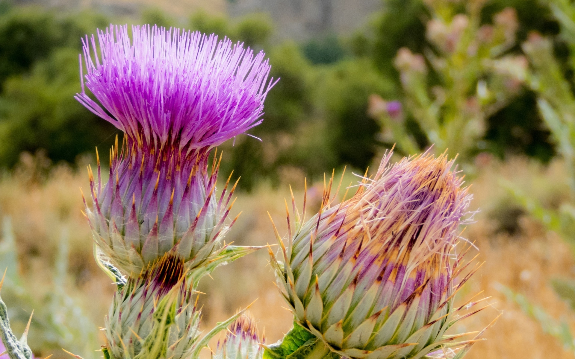 Два розовых колючих цветка чертополоха