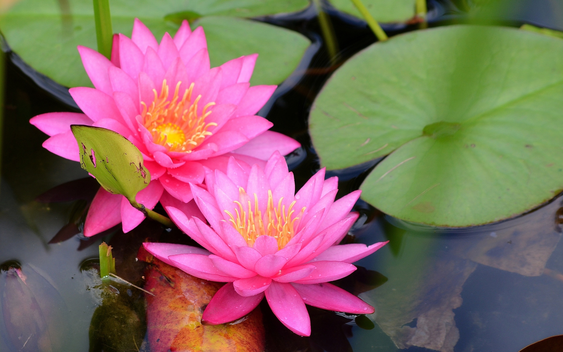 Два розовых цветка водяной лилии с зелеными листьями