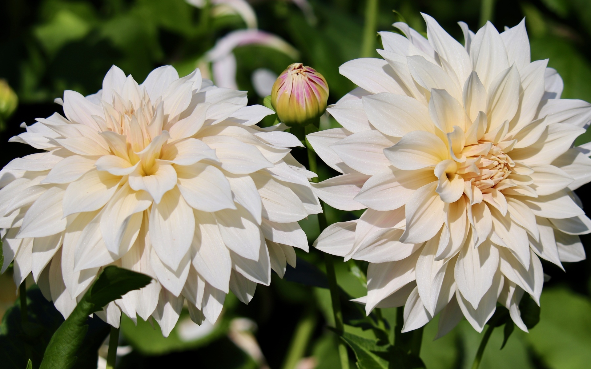 Два белых цветка георгина с бутонами крупным планом