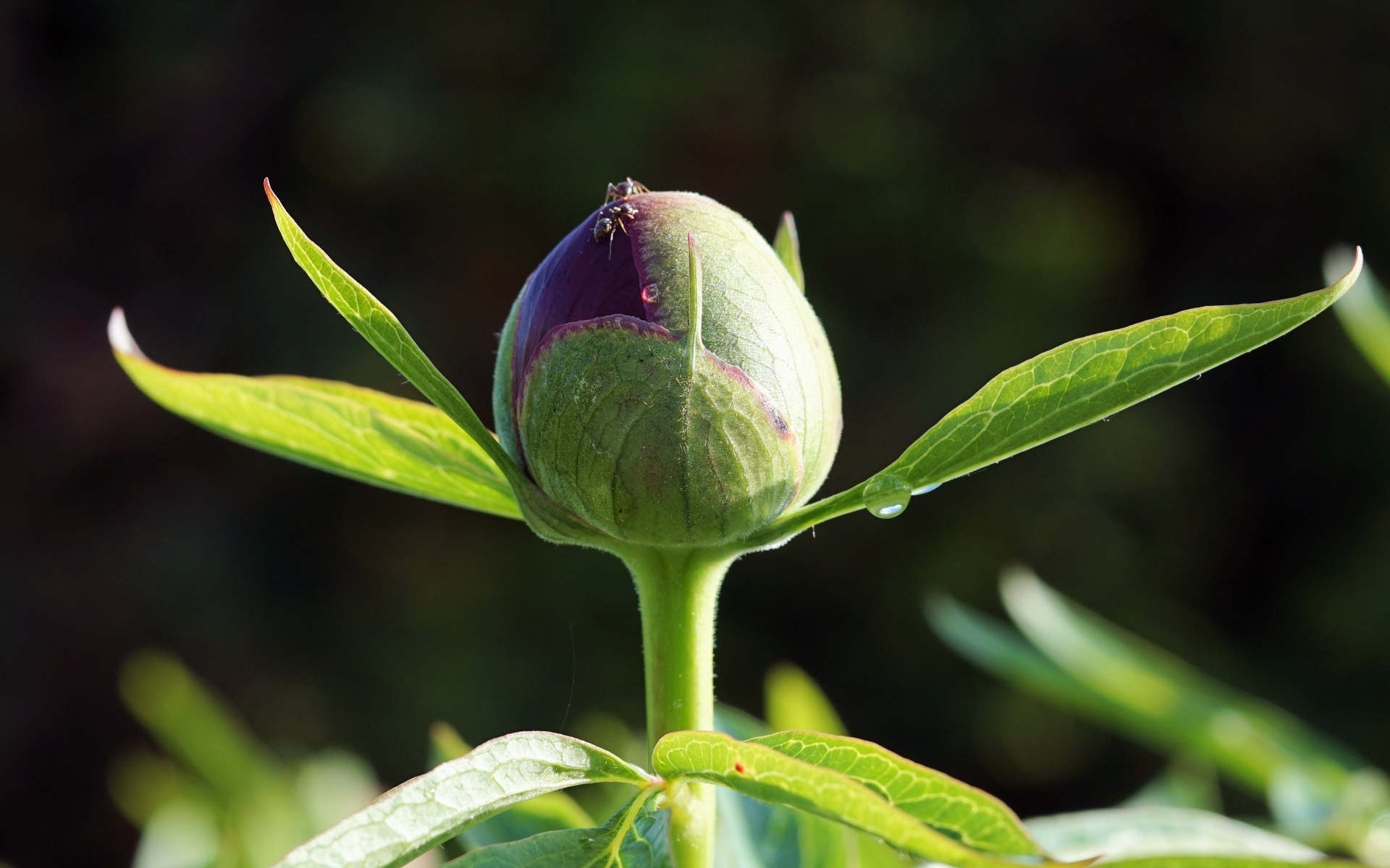 Нераспустившийся бутон пиона крупным планом