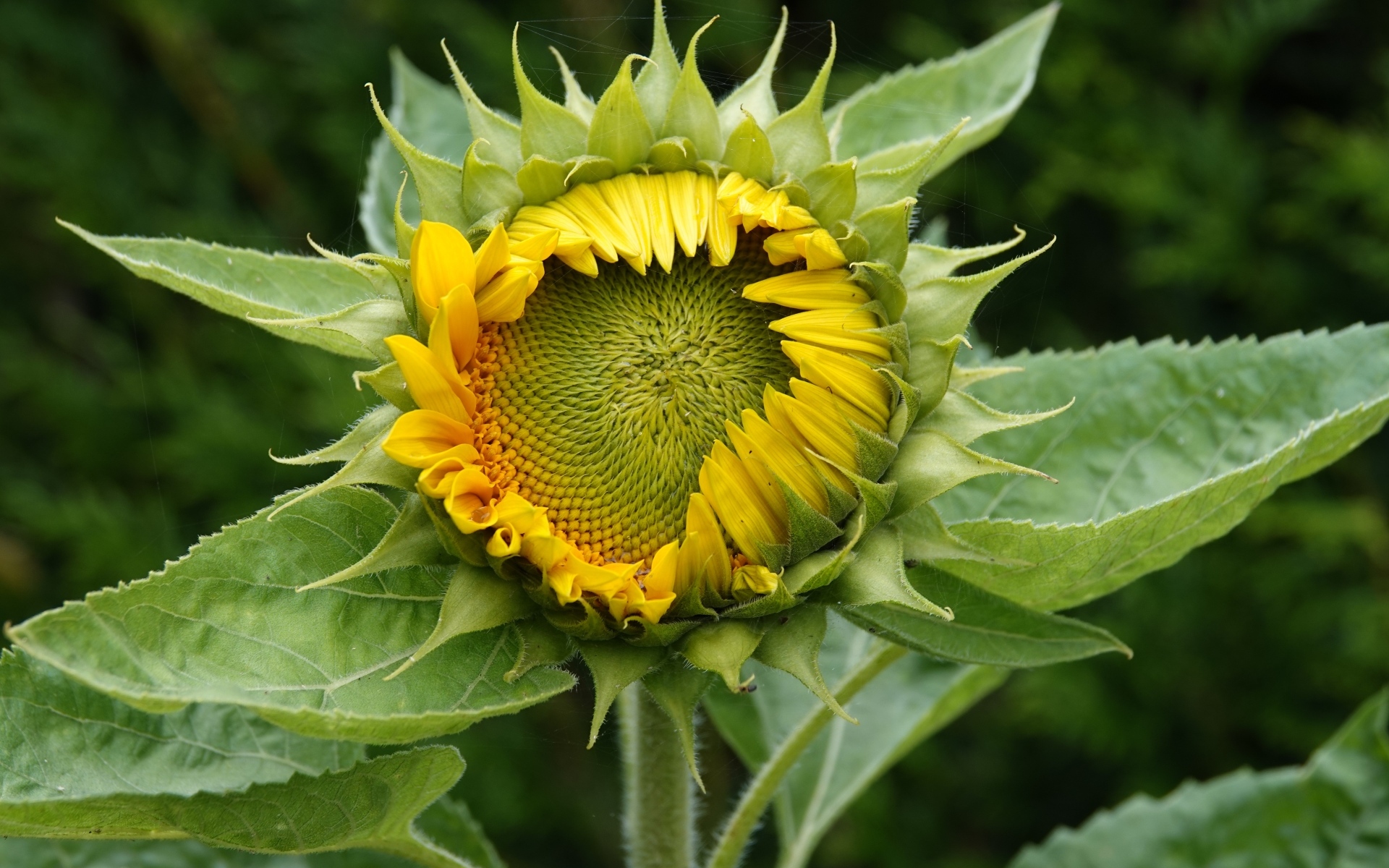 Нераспустившийся цветок подсолнуха крупным планом